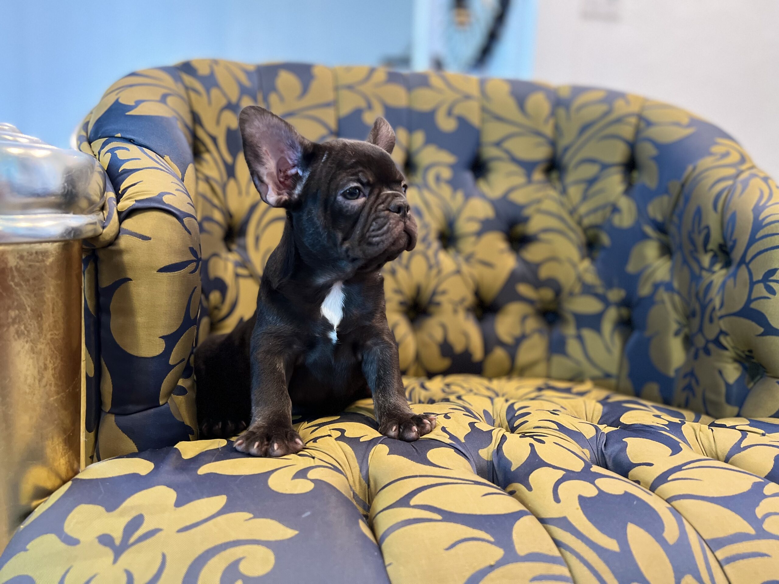 Beautiful French bulldog lilac Isabella carrier Lyon - 6