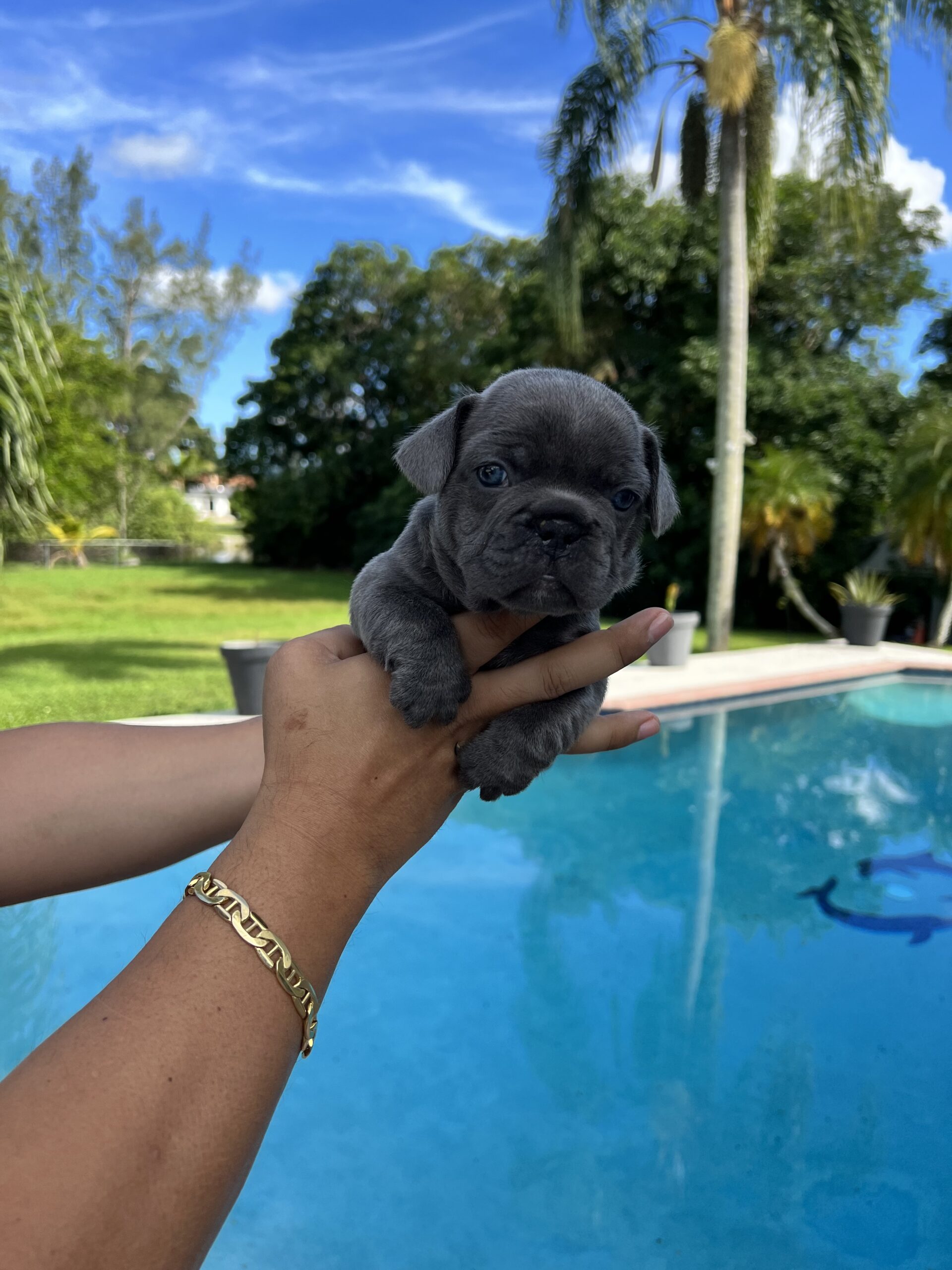 Beautiful French bulldog lilac Isabella carrier Lyon