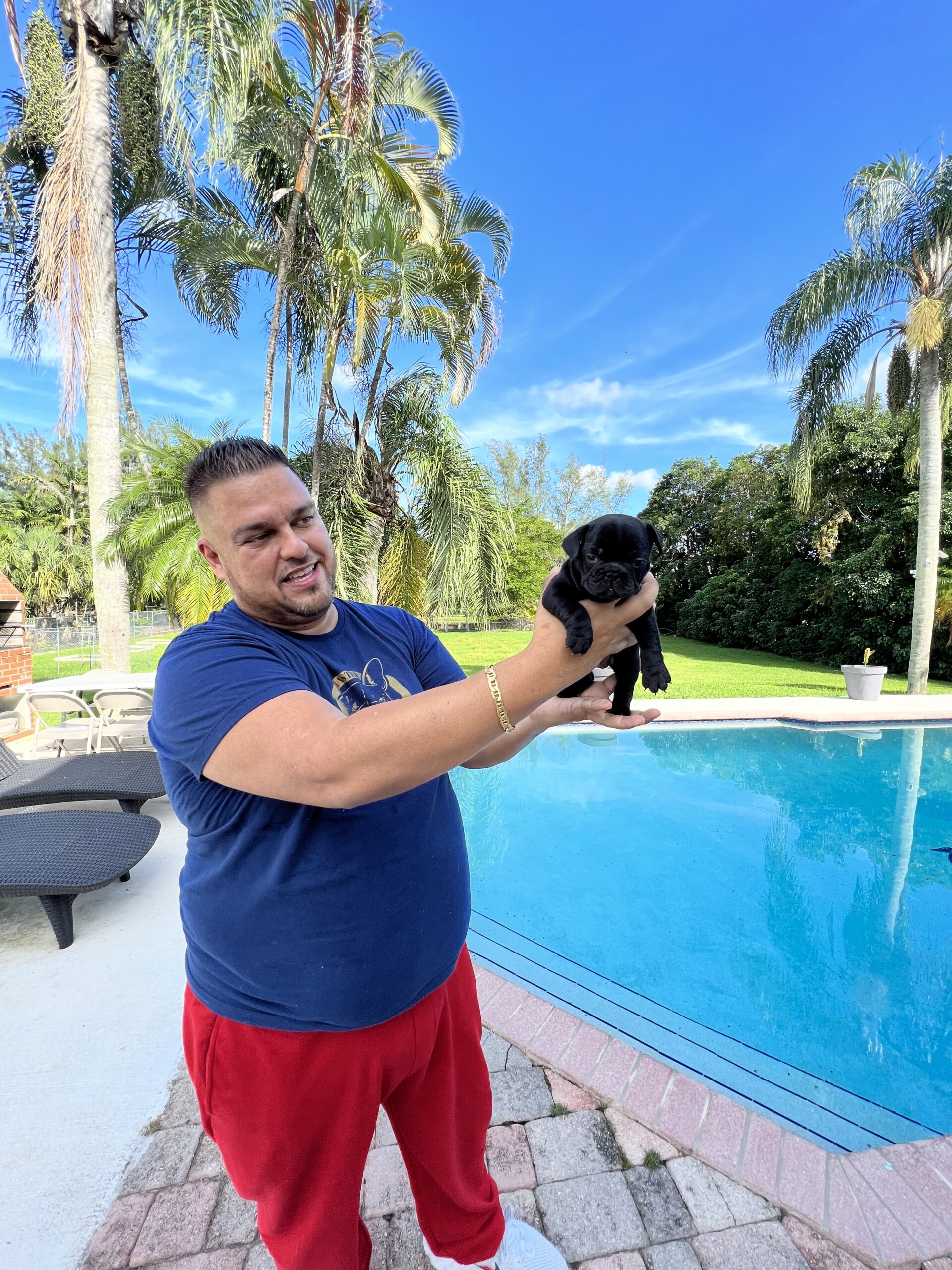 Beautiful French bulldog lilac Isabella carrier Lyon