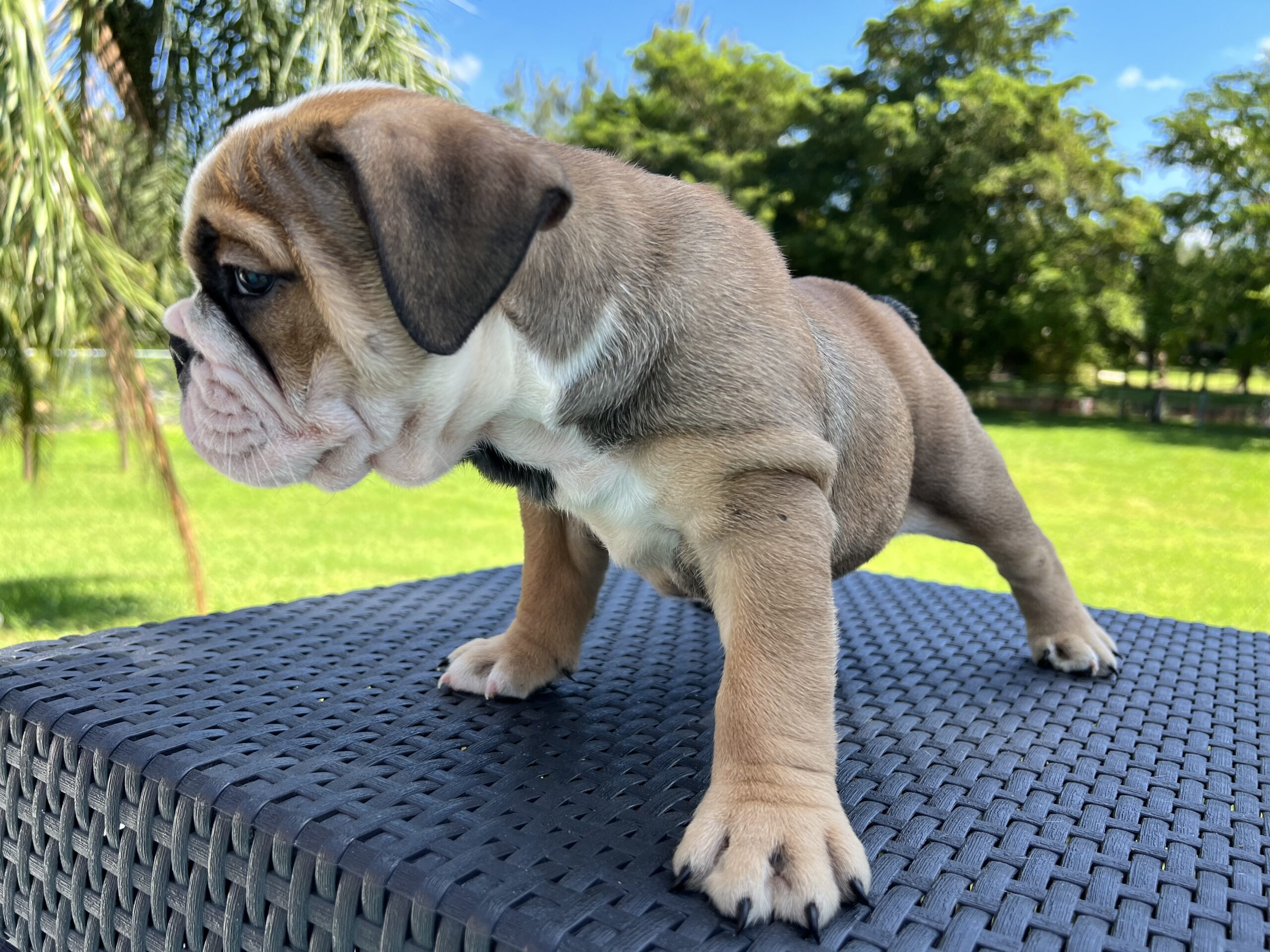 English bulldog fawn and white female master bulldogs Norwich - 8