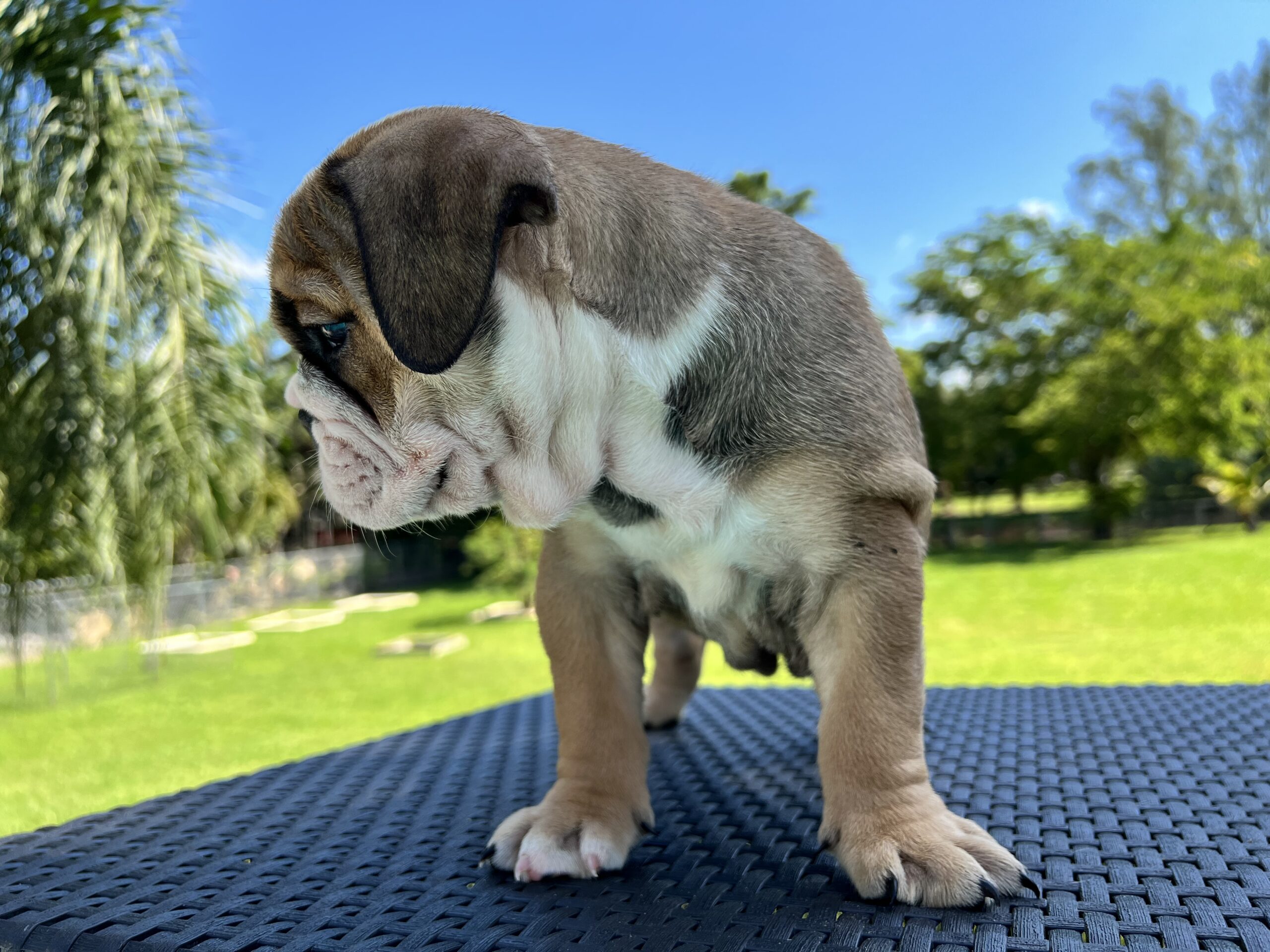 English bulldog fawn and white female master bulldogs Norwich - 6