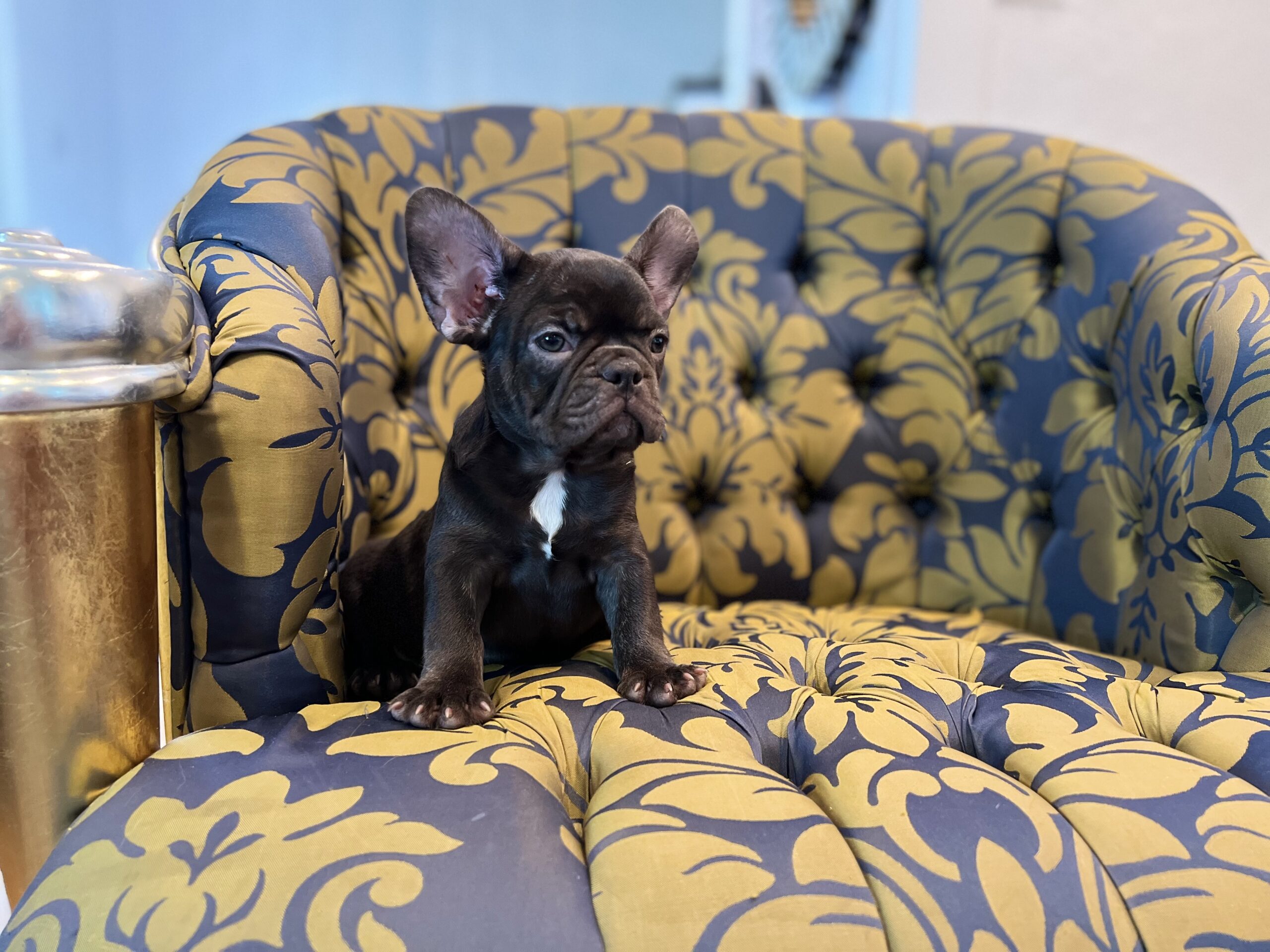 Beautiful French bulldog lilac Isabella carrier Lyon - 9