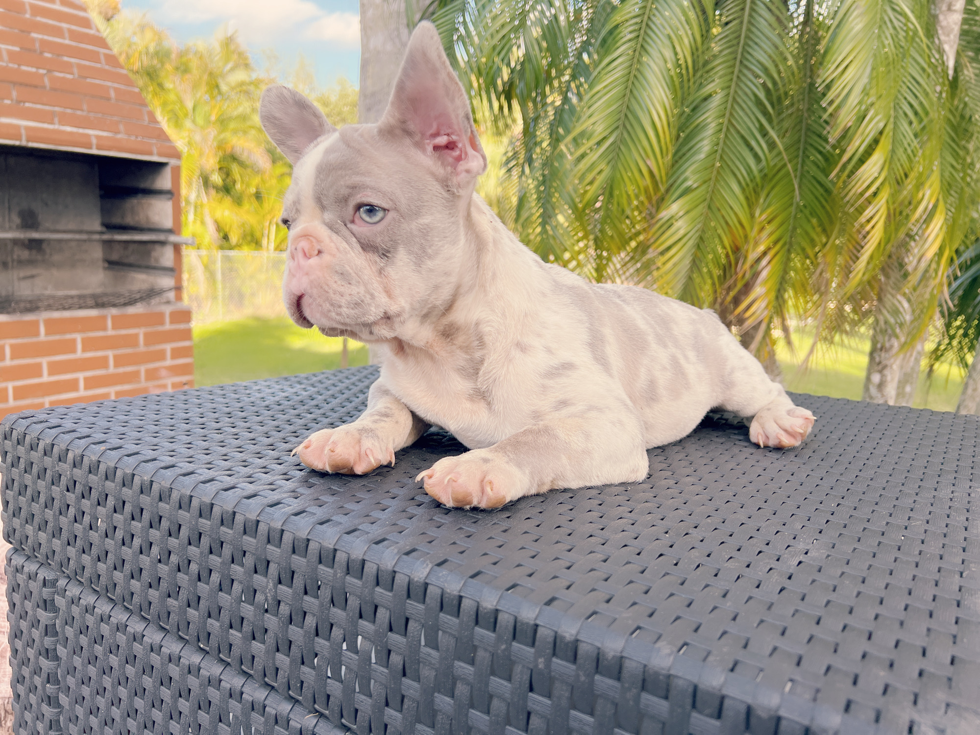 English Bulldog blue Merle female, Luccien