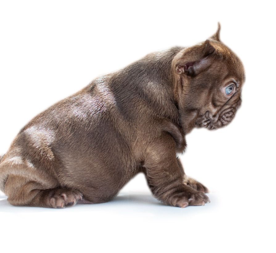 English bulldog Oxford - 3