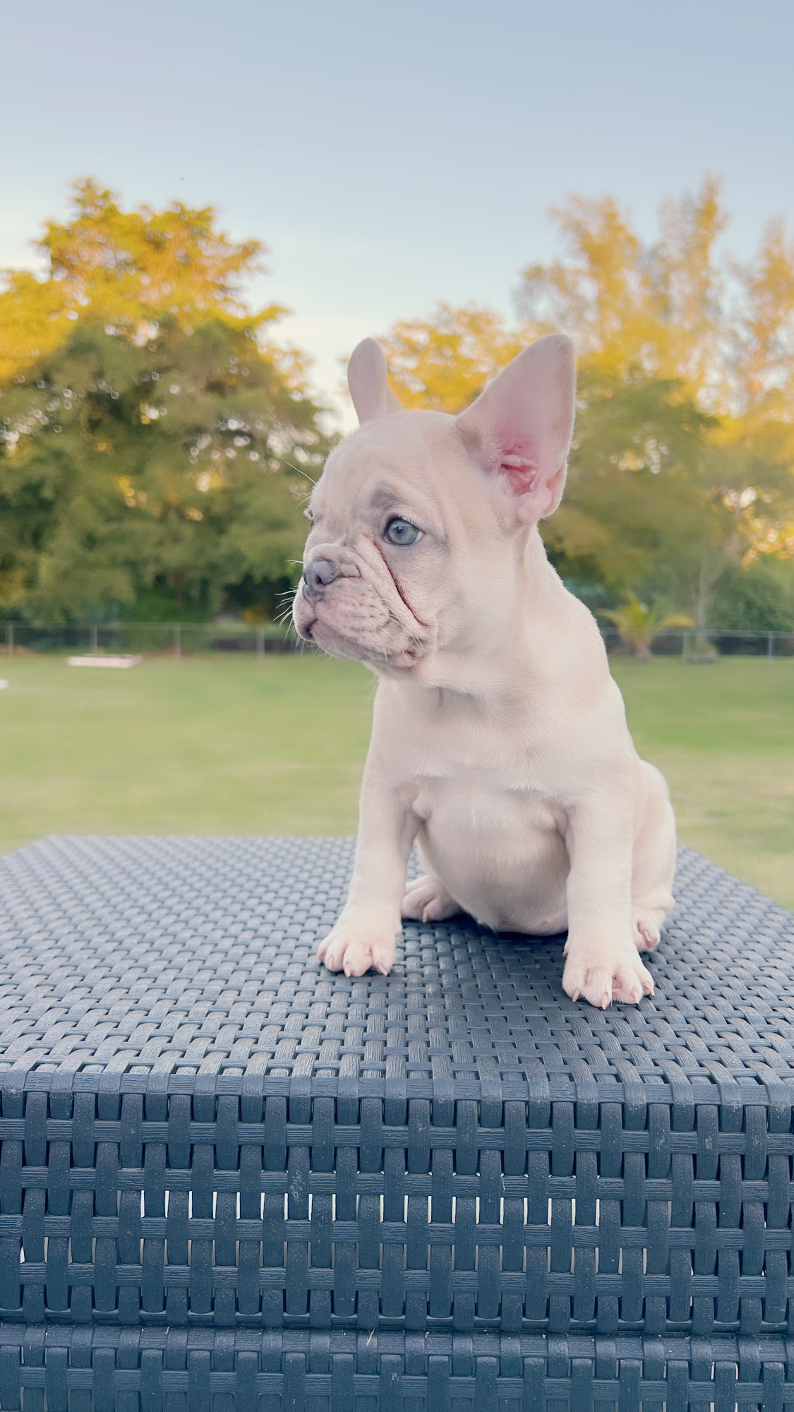 Beautiful Blue merle and tan Isabella carrier Male ,Antonio !!