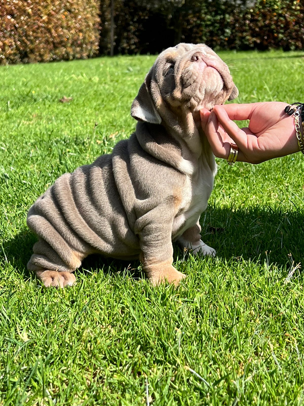 Beautiful Blue merle mini male master Bulldog Tito. - 2