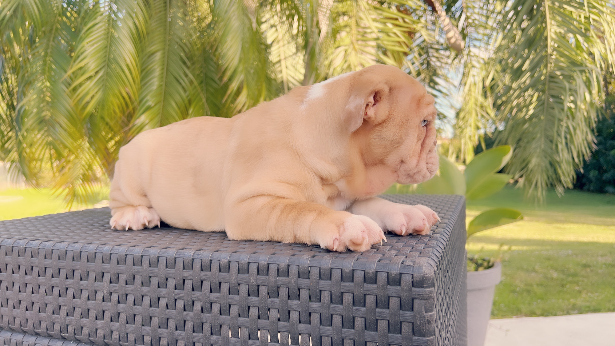French bulldog lilac merle female, Vuitton - 7