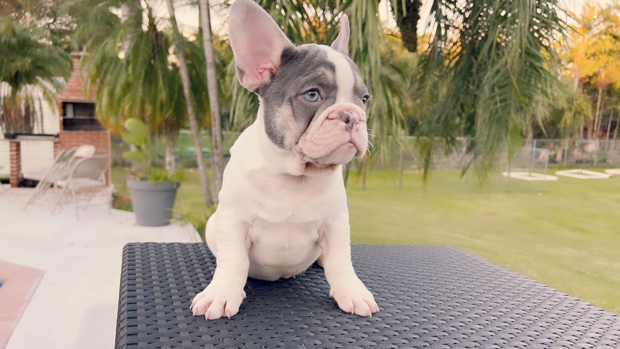 Beautiful Blue merle and tan Isabella carrier Male ,Antonio !!