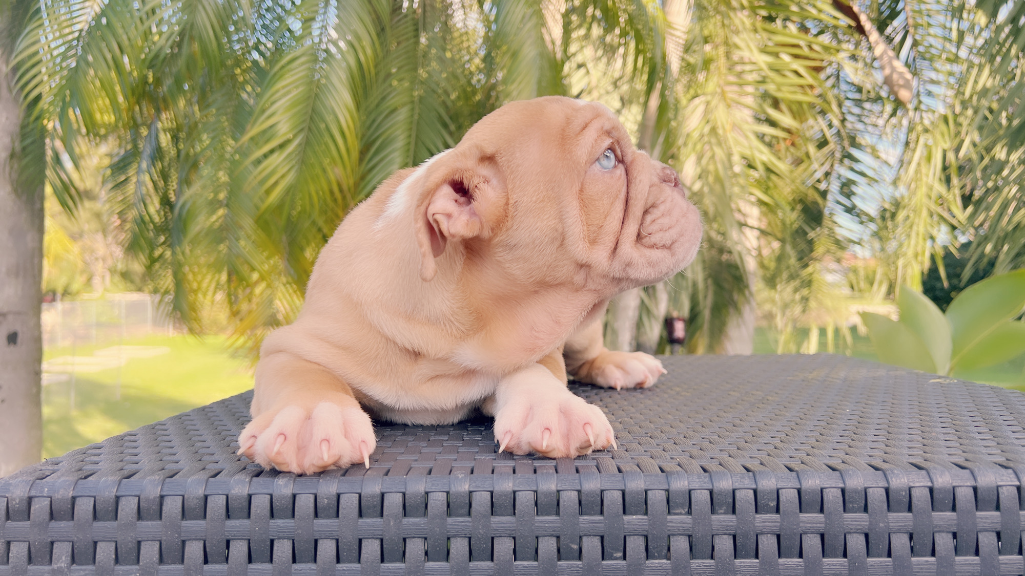 French bulldog lilac merle female, Vuitton - 3