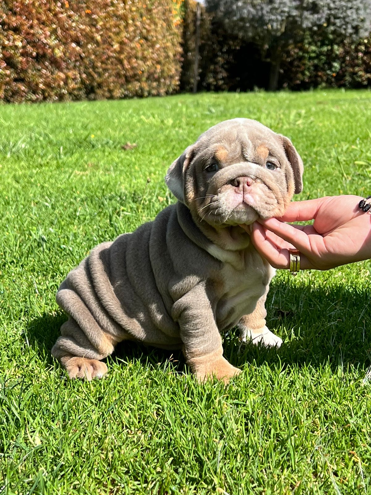 Beautiful Blue merle mini male master Bulldog Tito. - 5