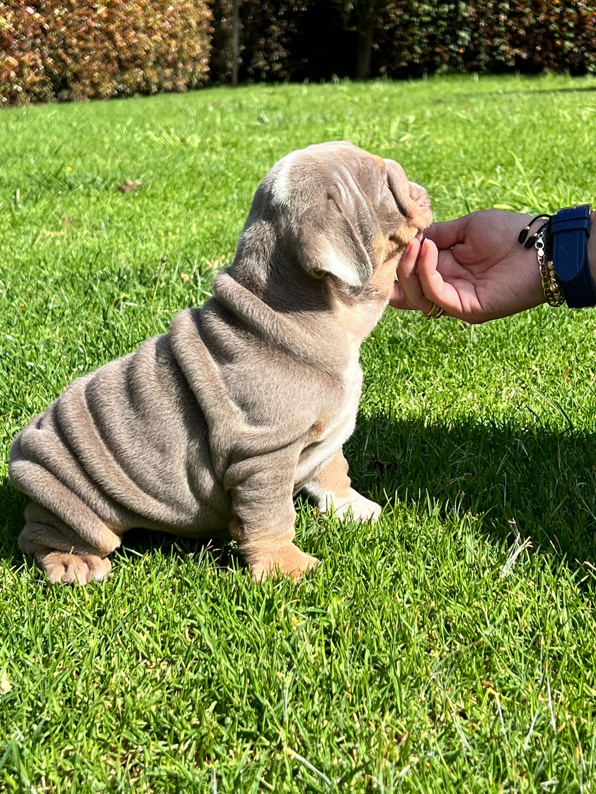 Beautiful Blue merle mini male master Bulldog Tito. - 4