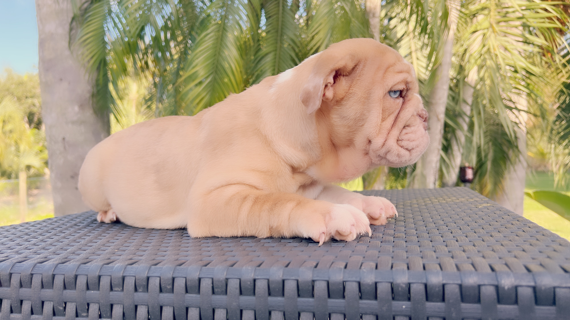 French bulldog lilac merle female, Vuitton - 4