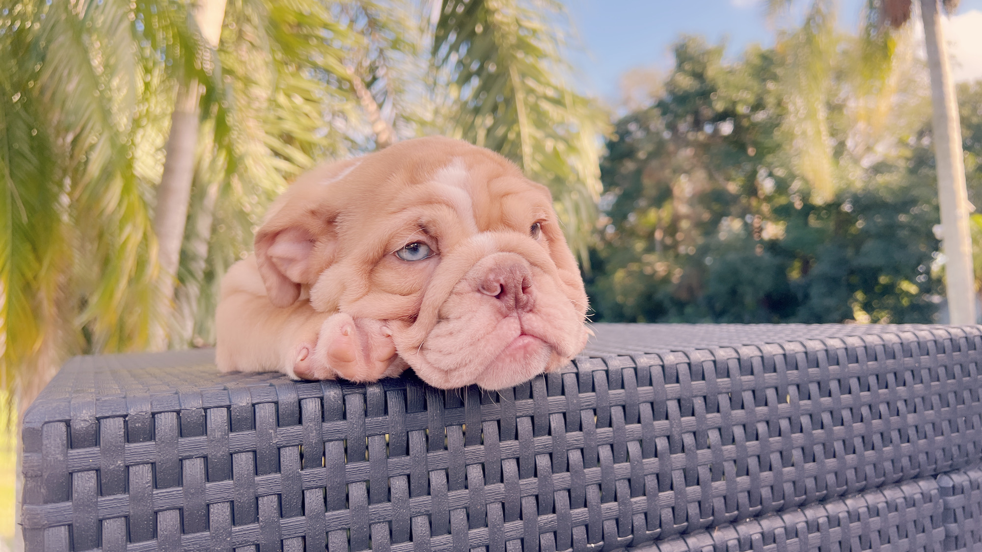 French bulldog lilac merle female, Vuitton - 6