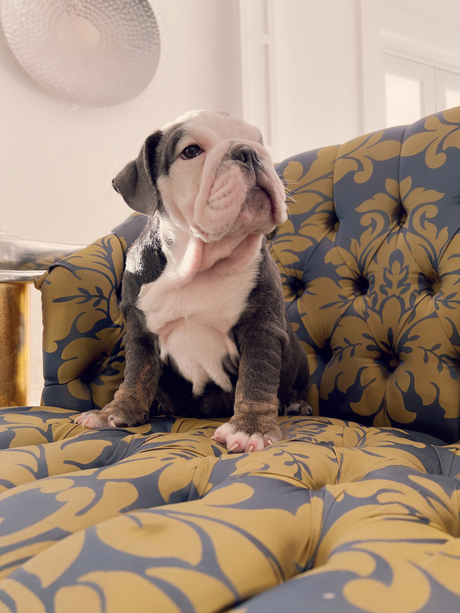 French bulldog lilac merle female ,Bianca - 9