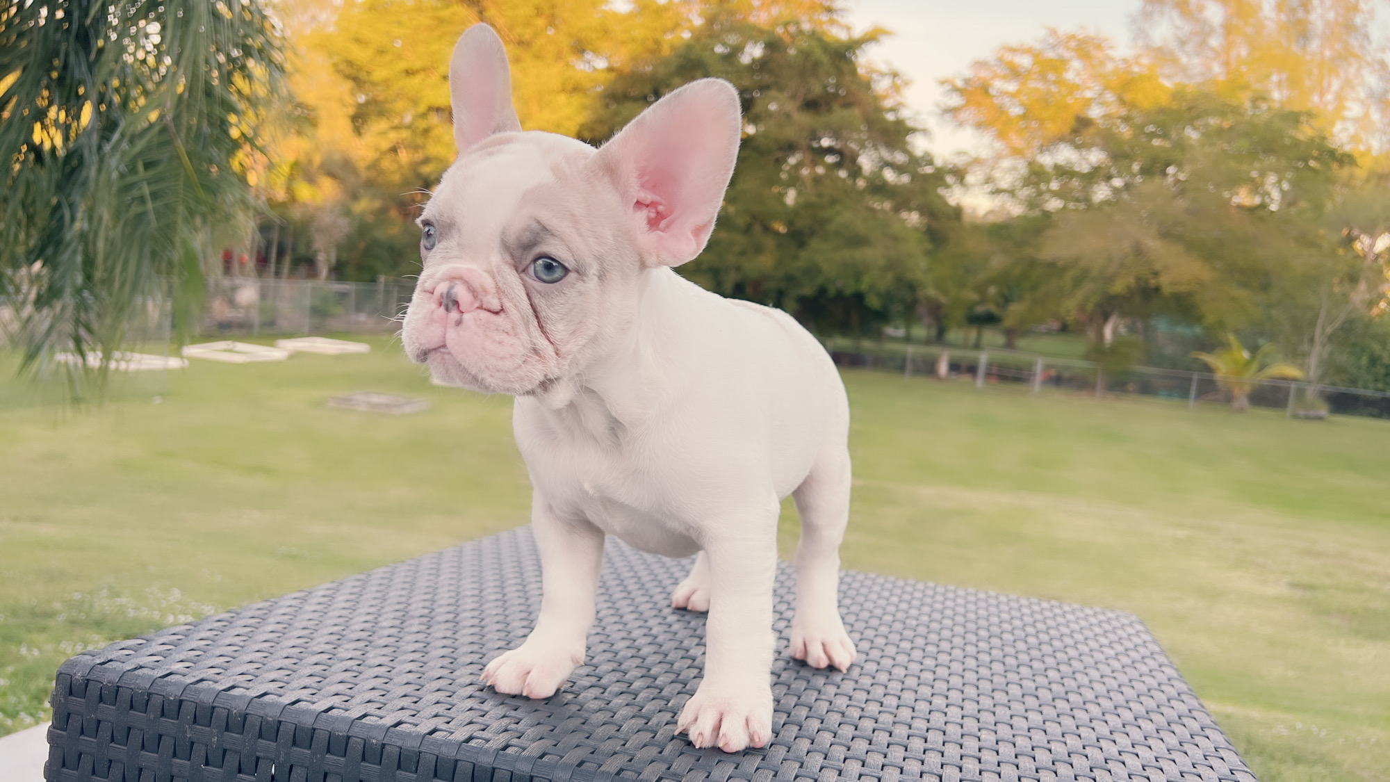 French Bulldog Blue and tan isabella carrier (check Her Dna), Linda - 4