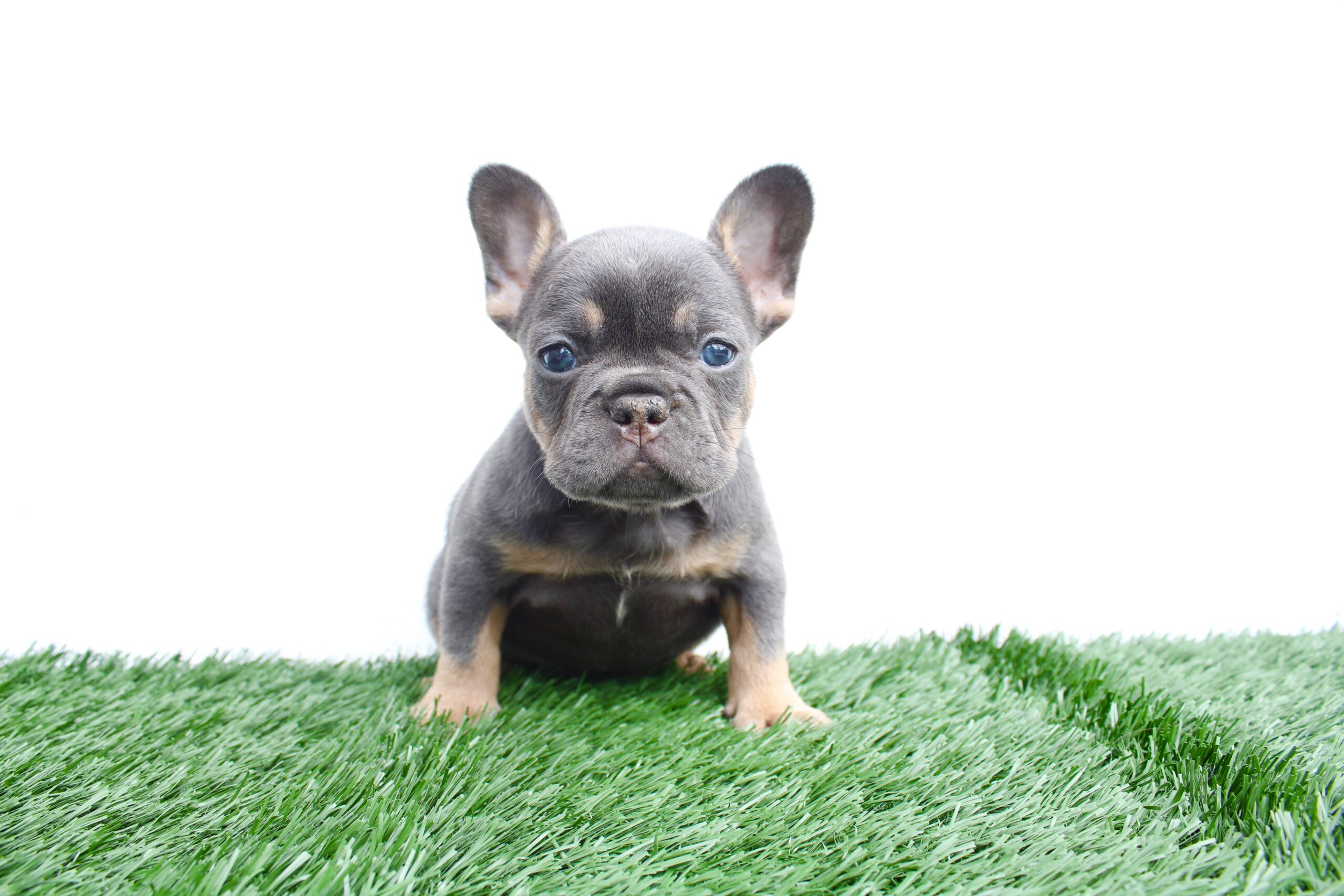 Beutiful Lilac Sable male Fluffy Carrier Toñito.