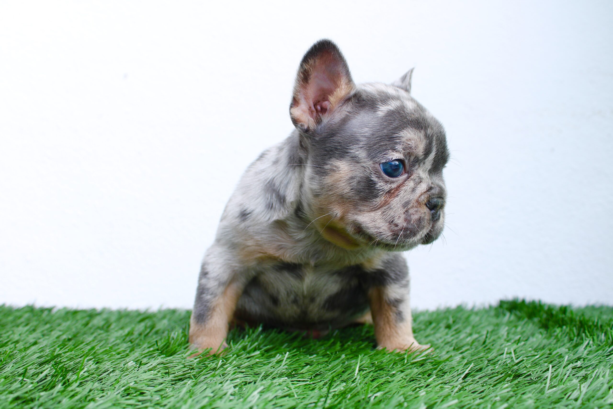 french Bulldog Lilac pied female Fluffy carrier Female Athenea.