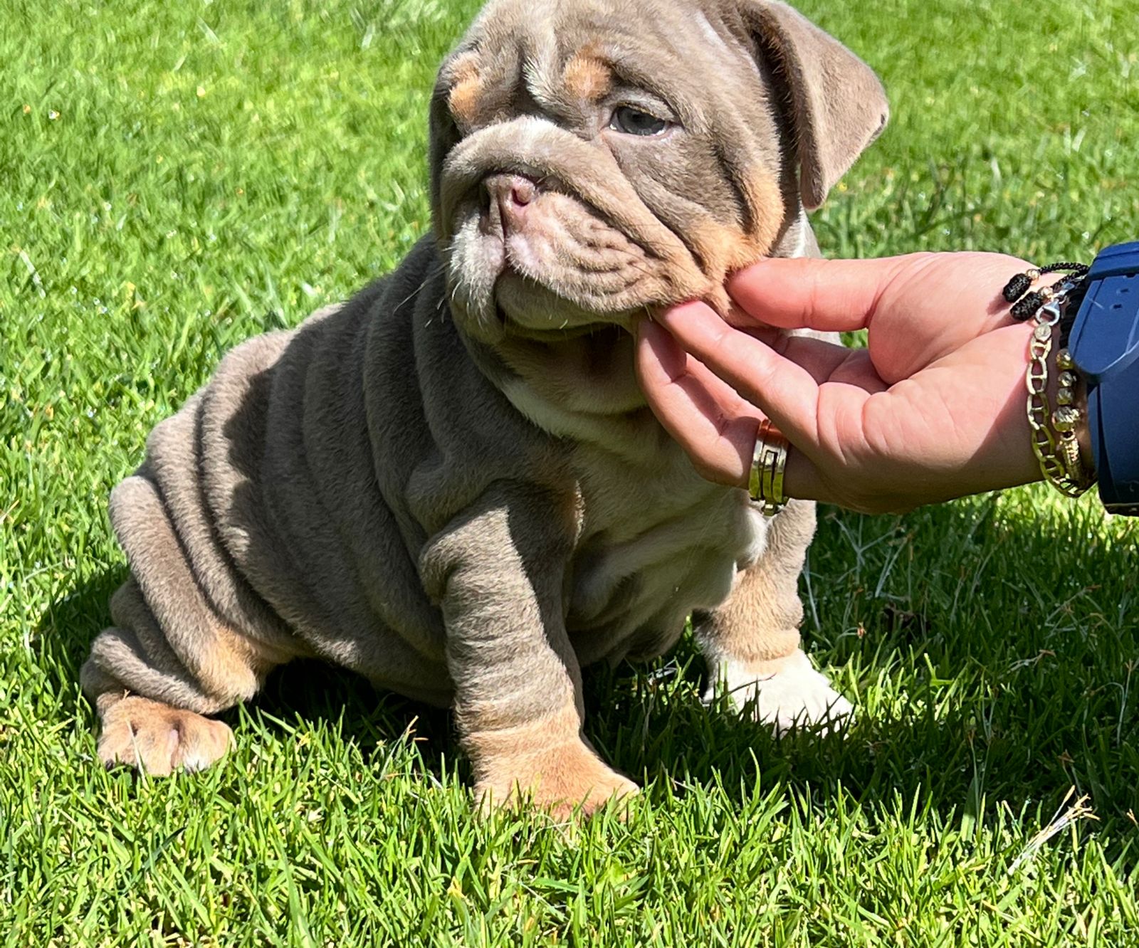 Beautiful Blue merle mini male master Bulldog Tito. - 6
