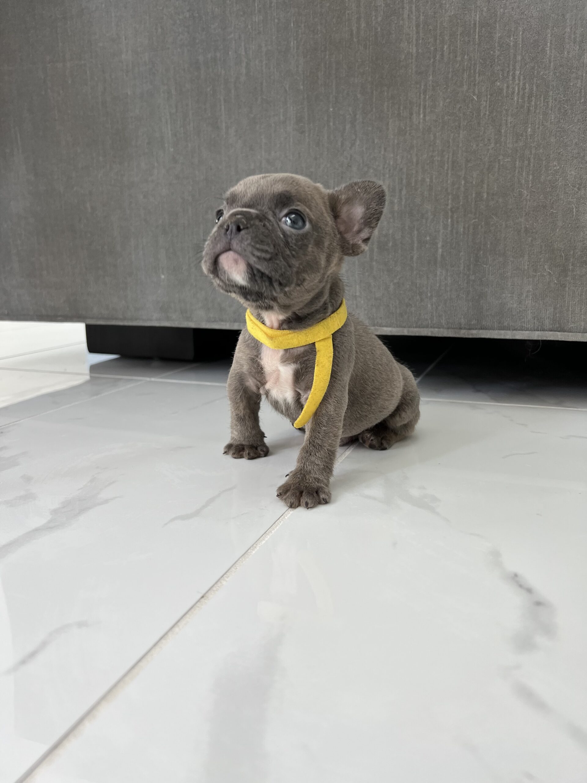 English Bulldog blue tree Escobar JR