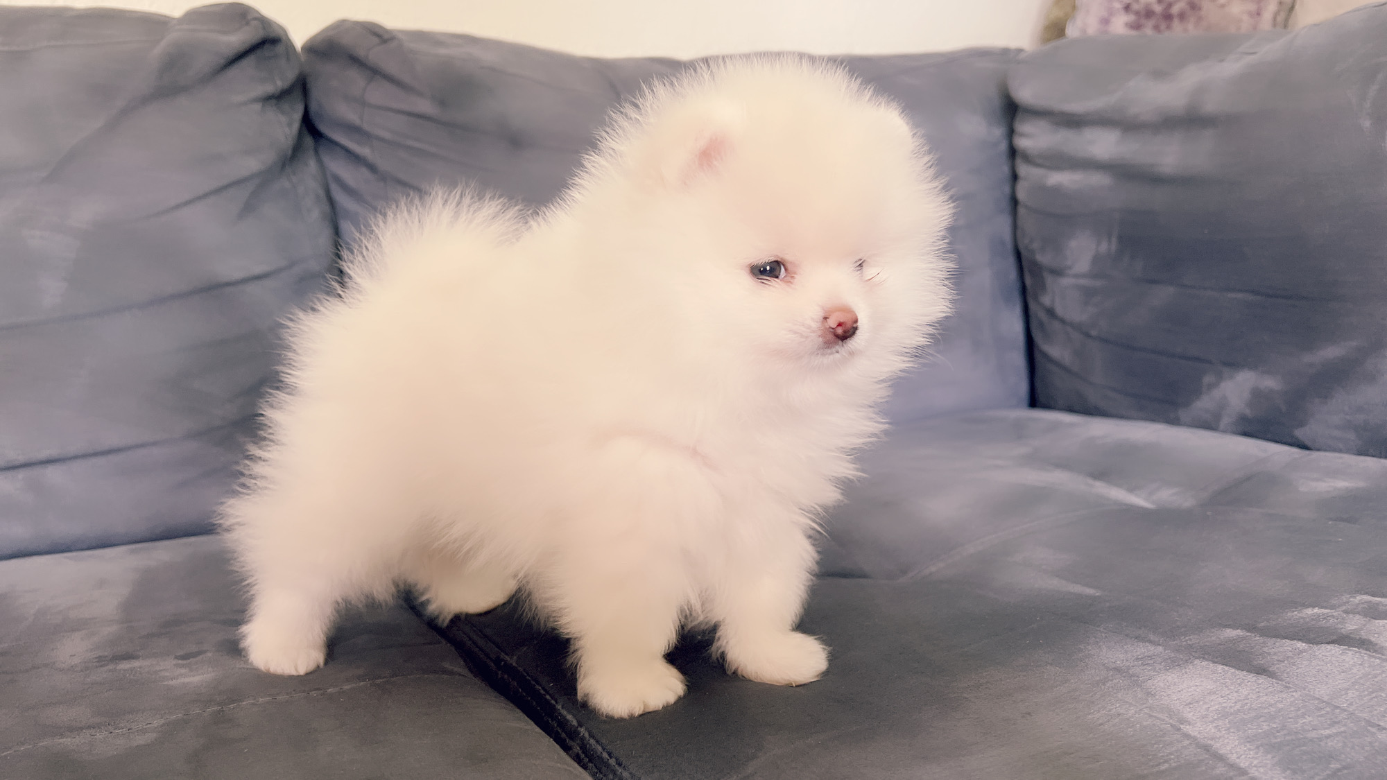 English Bulldog blue tree Escobar JR - 6