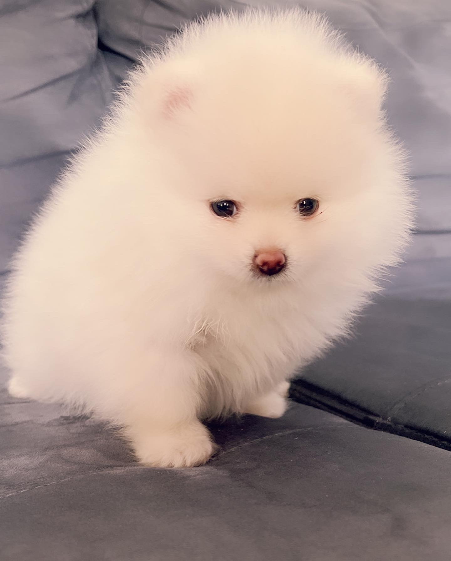 English Bulldog blue tree Escobar JR - 3