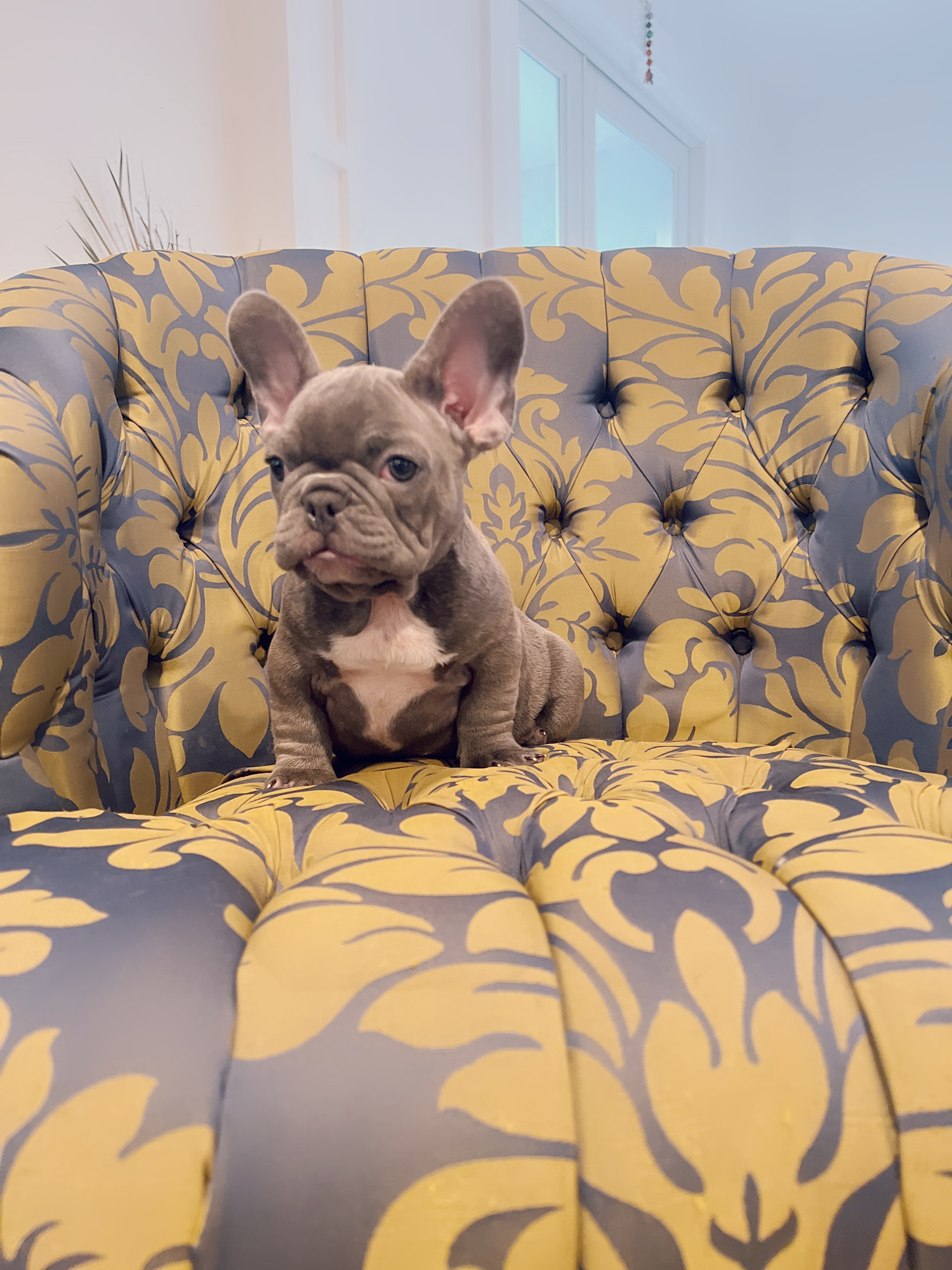 Blue frenchies isabella carriers (4 males ),Little Blue Brothers