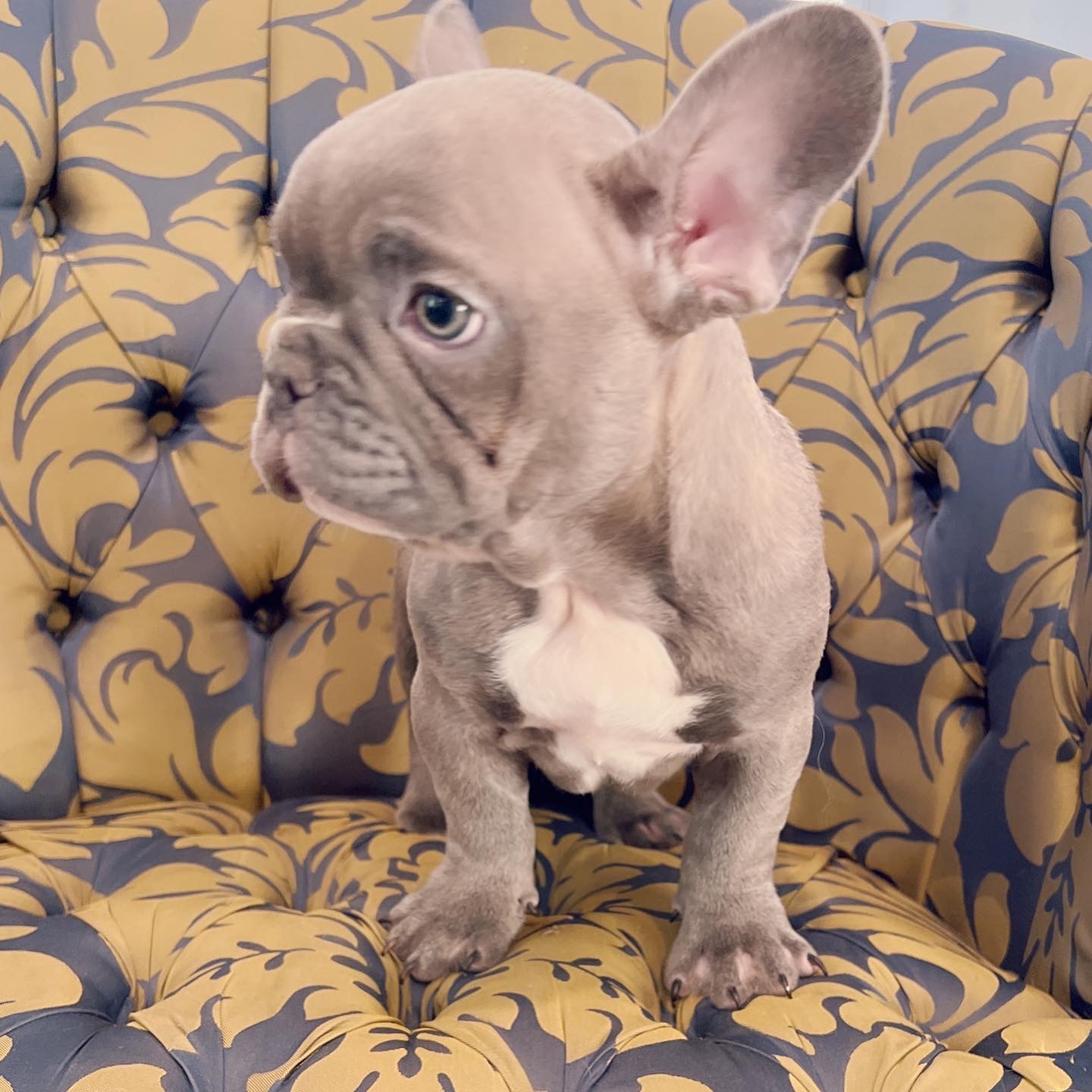 Blue frenchies isabella carriers (4 males ),Little Blue Brothers - 7