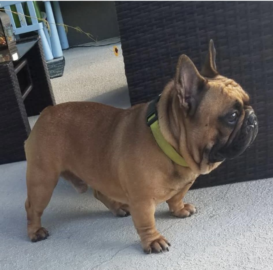 Frenchie full isabella male Fresita - 3