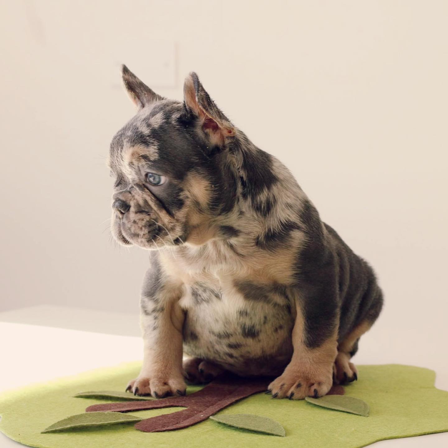 French bulldog blue sable female Isa - 3