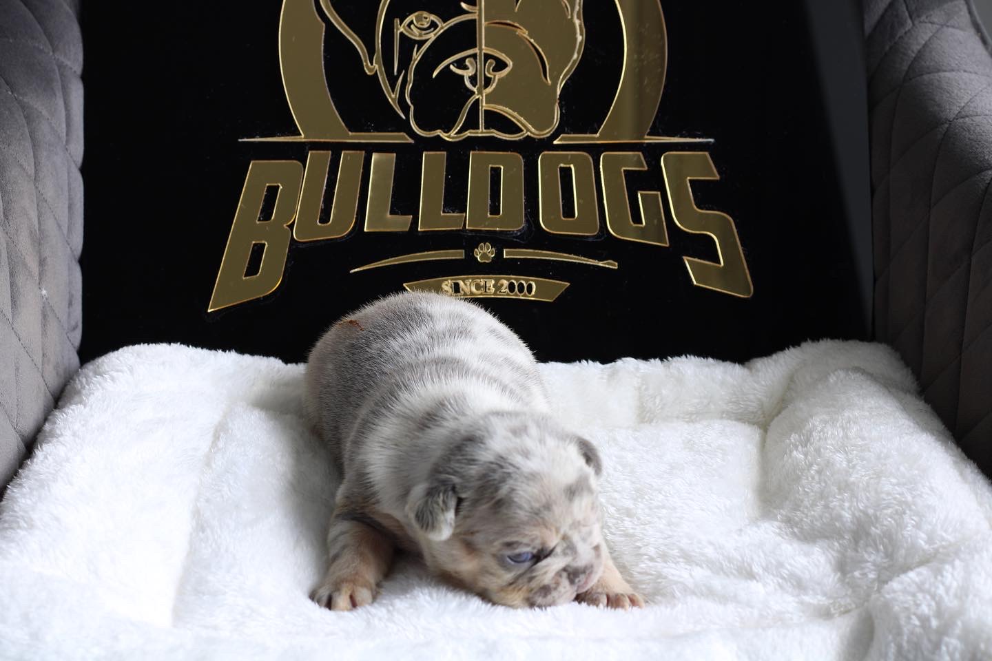 Pomeranian teacup teddy bear face male master pomeranian Dior - 6