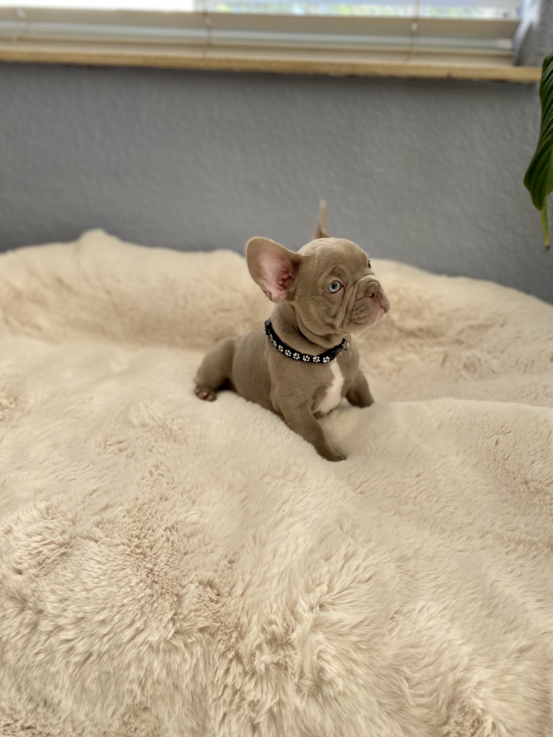 French bulldog blue Isabella carrier (Female), valentines