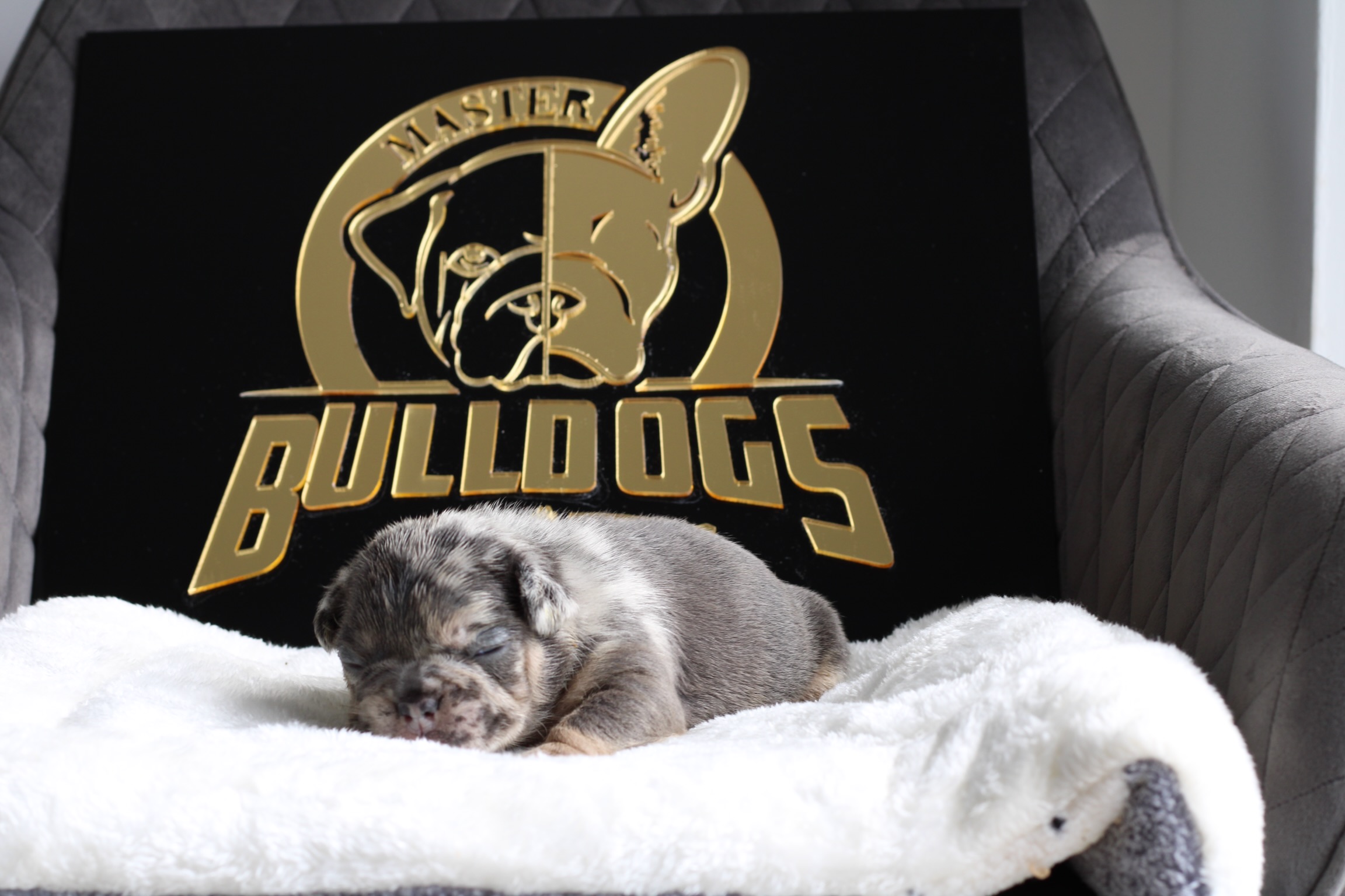 French bulldog blue sable female Isa - 7