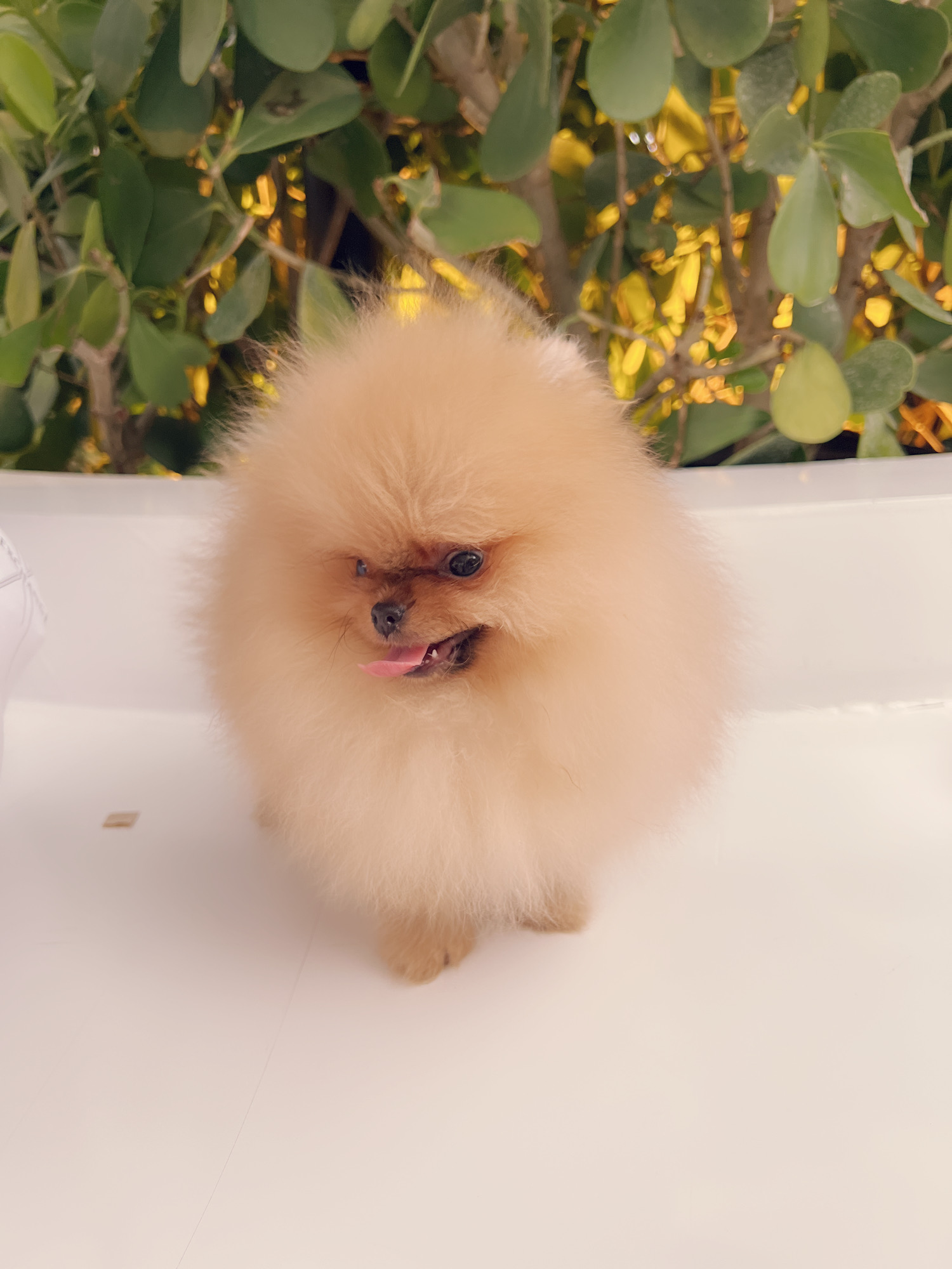 French bulldog blue Isabella carrier (Female), valentines - 8