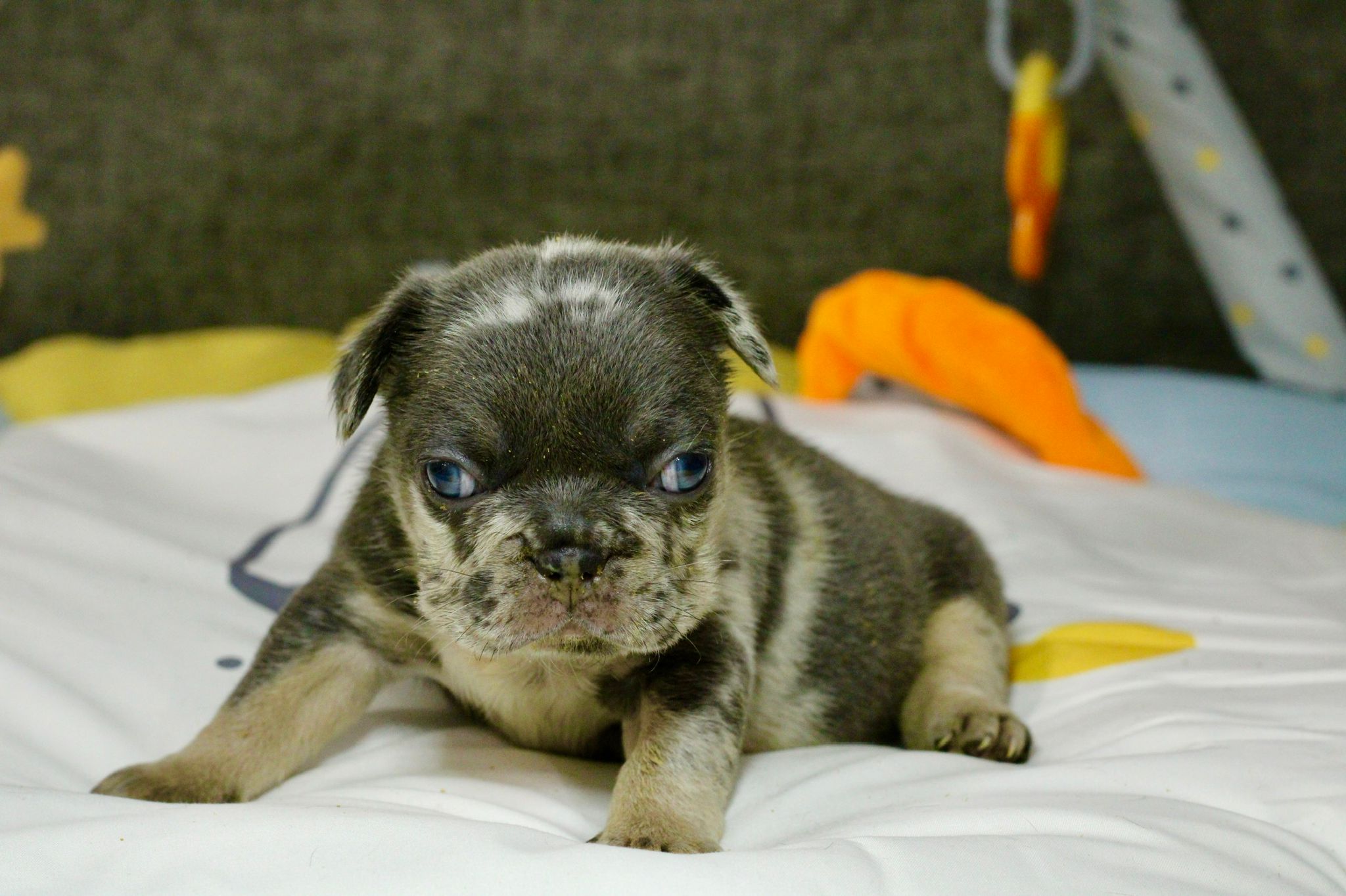 French bulldog blue sable female Isa - 5