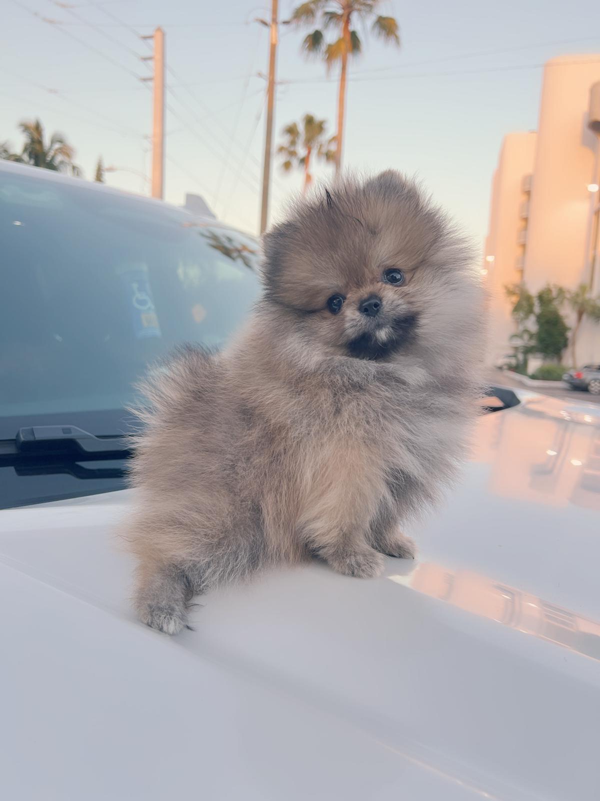 French bulldog black male, master bulldogs Asprilla - 15