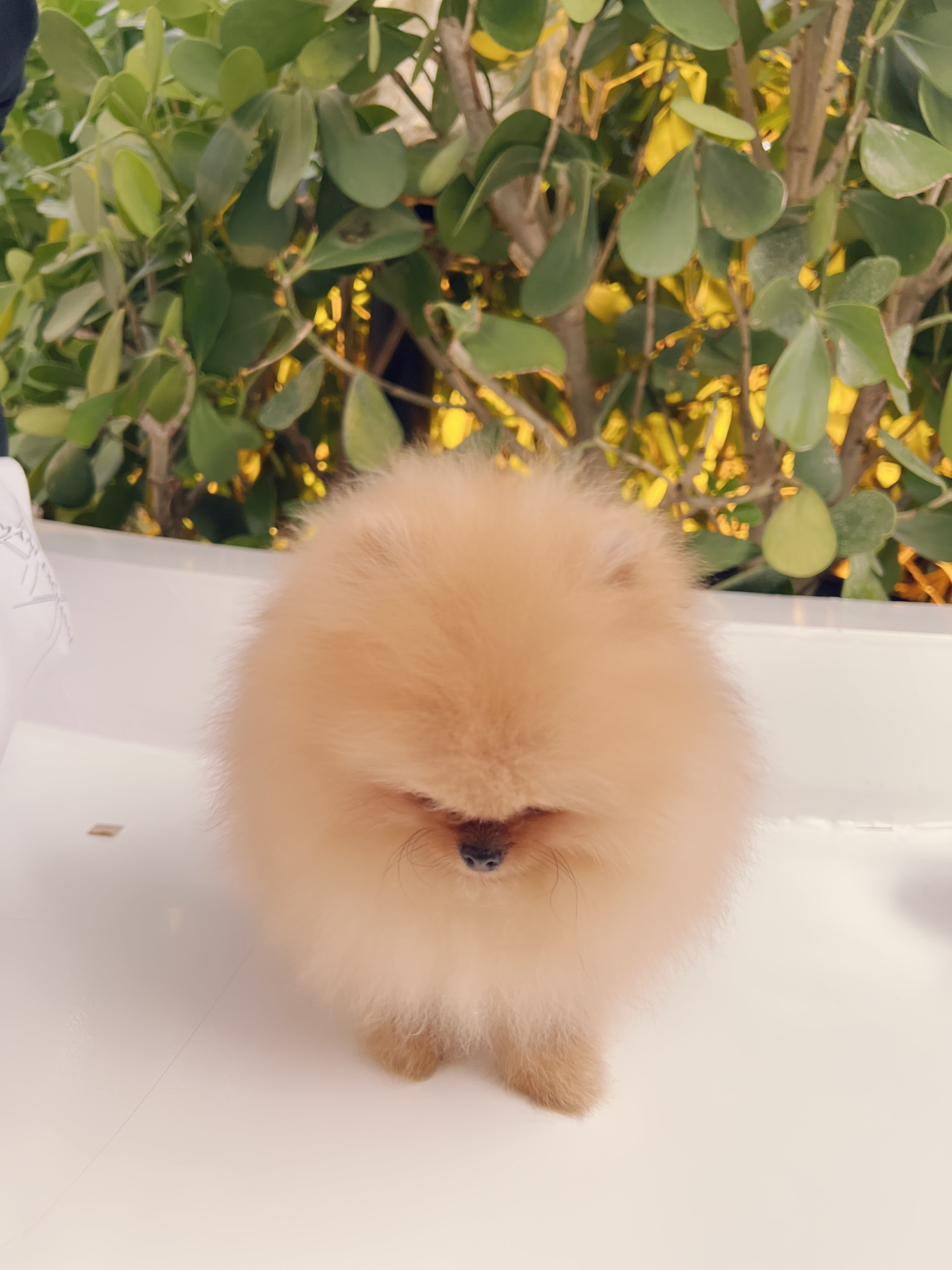 French bulldog blue Isabella carrier (Female), valentines - 7