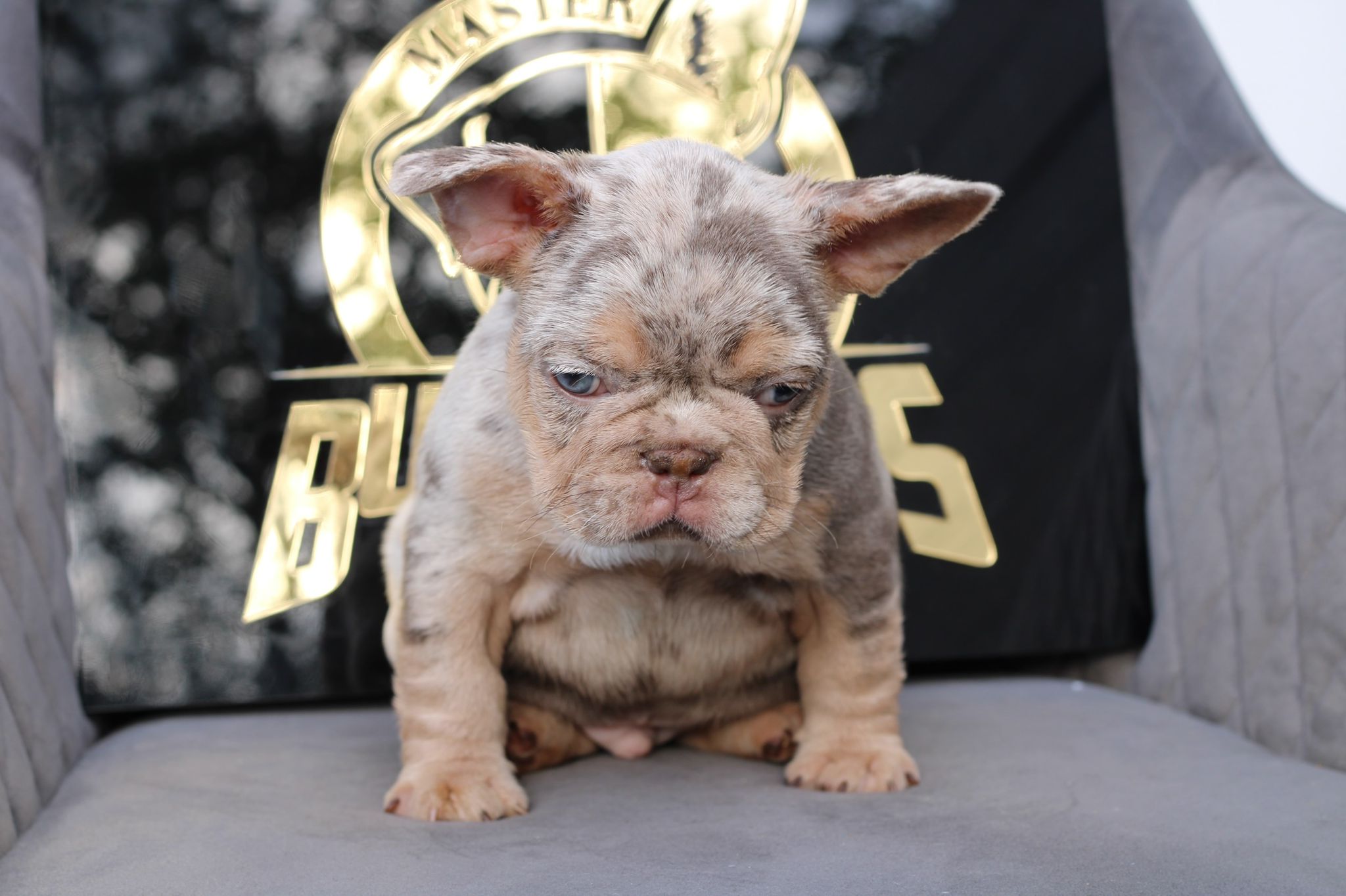 French bulldog blue male Mathew - 2