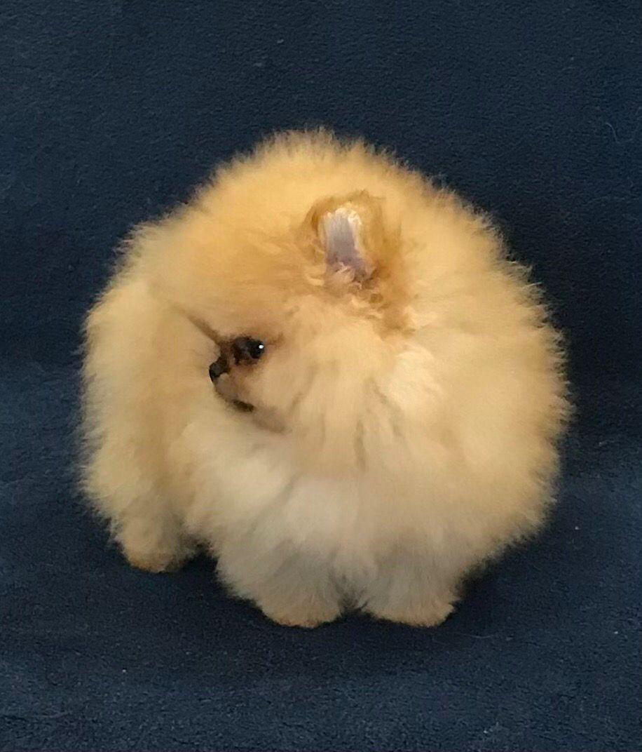 French bulldog blue Isabella carrier (Female), valentines - 3