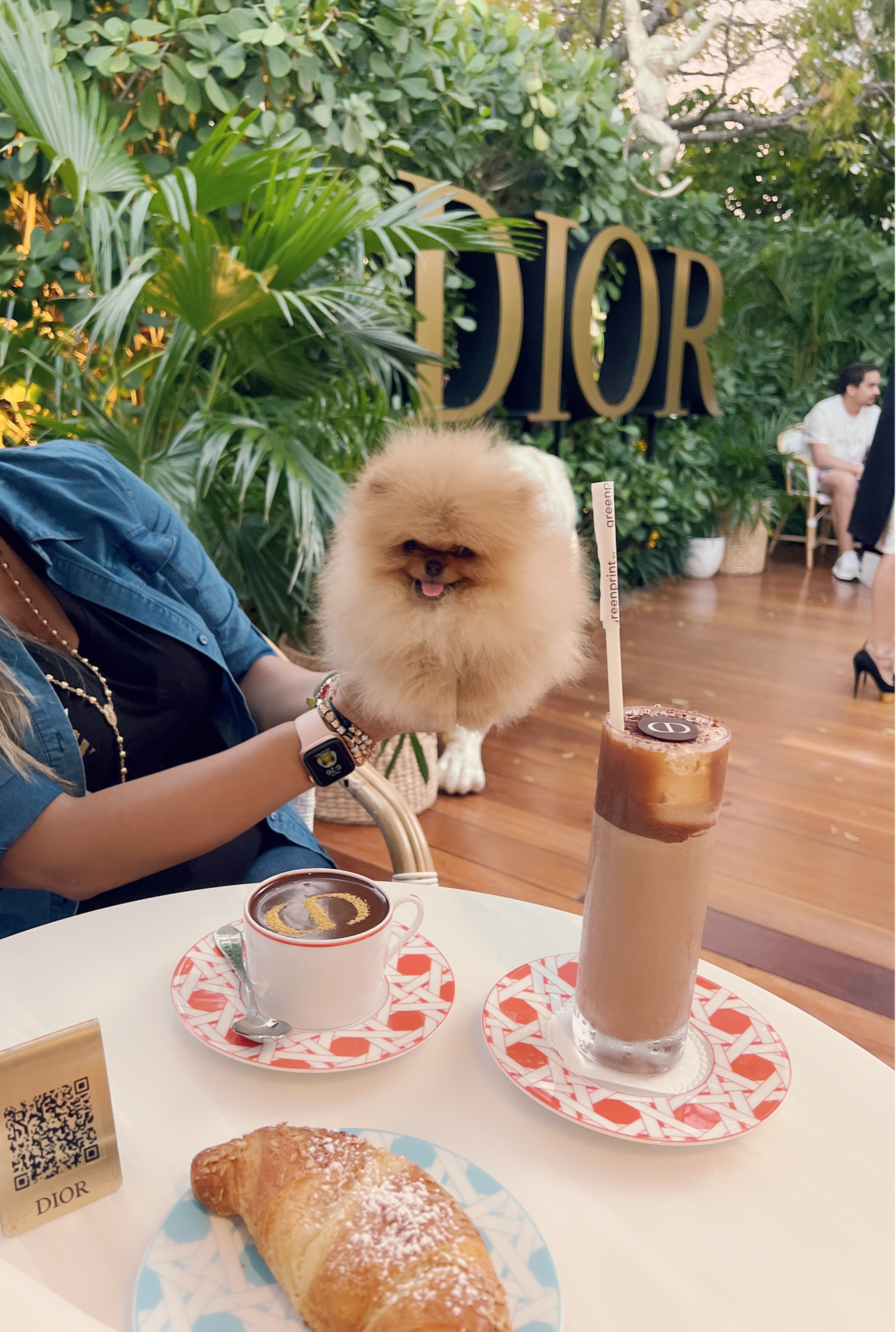 French bulldog blue Isabella carrier (Female), valentines