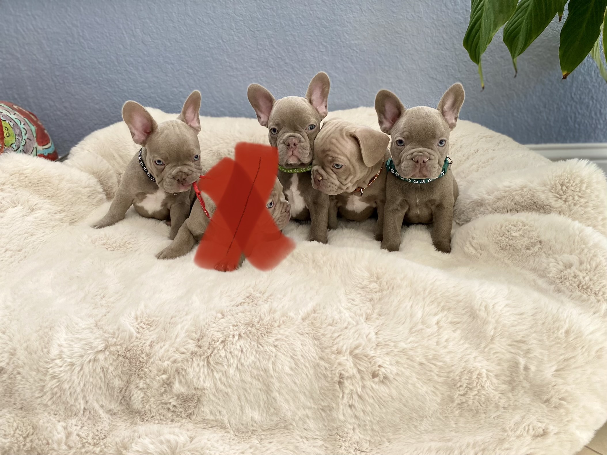 French bulldog Blue Isabella Carrier(Male) ,Mateo - 3