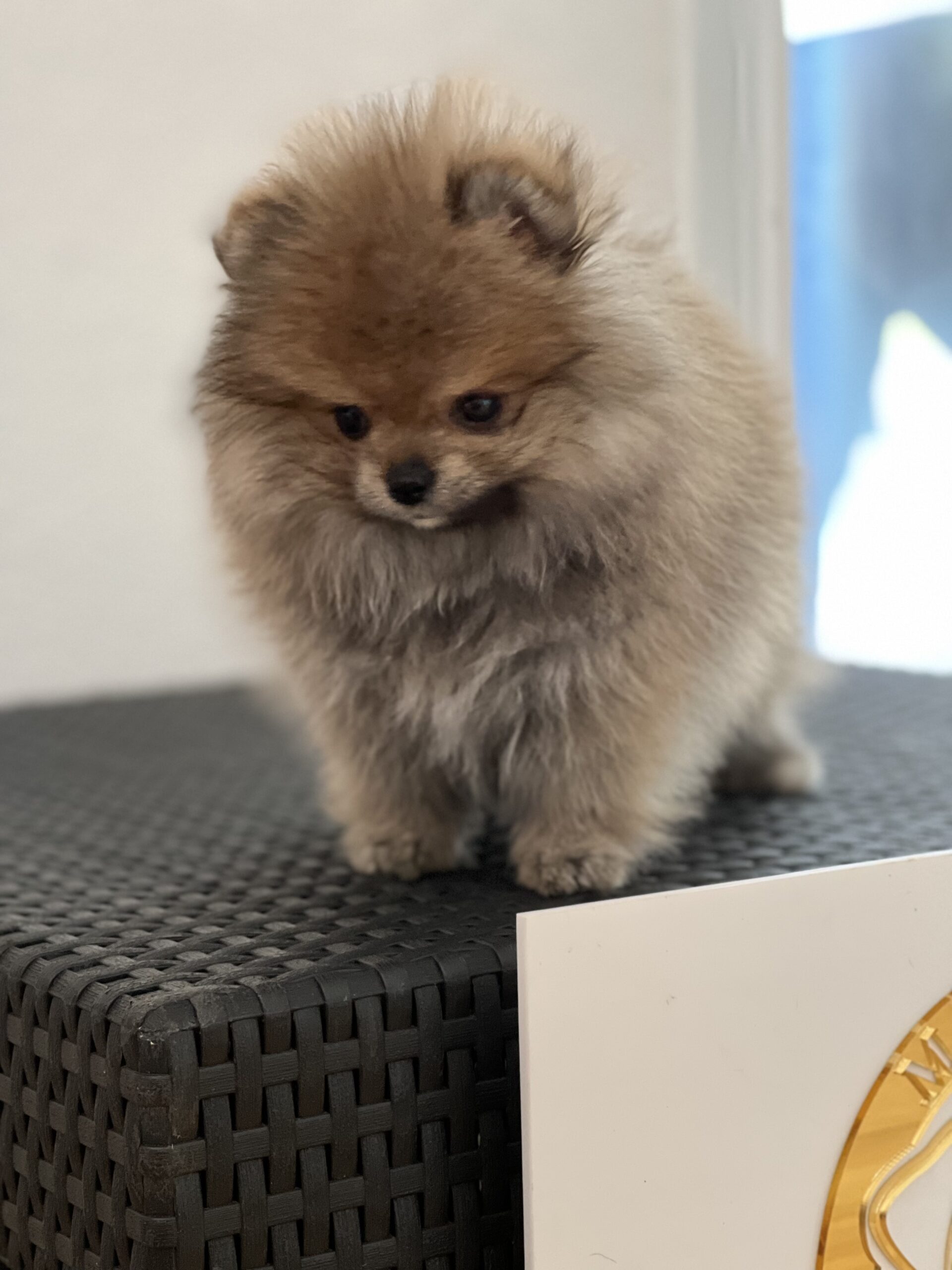 French bulldog black male, master bulldogs Asprilla - 9