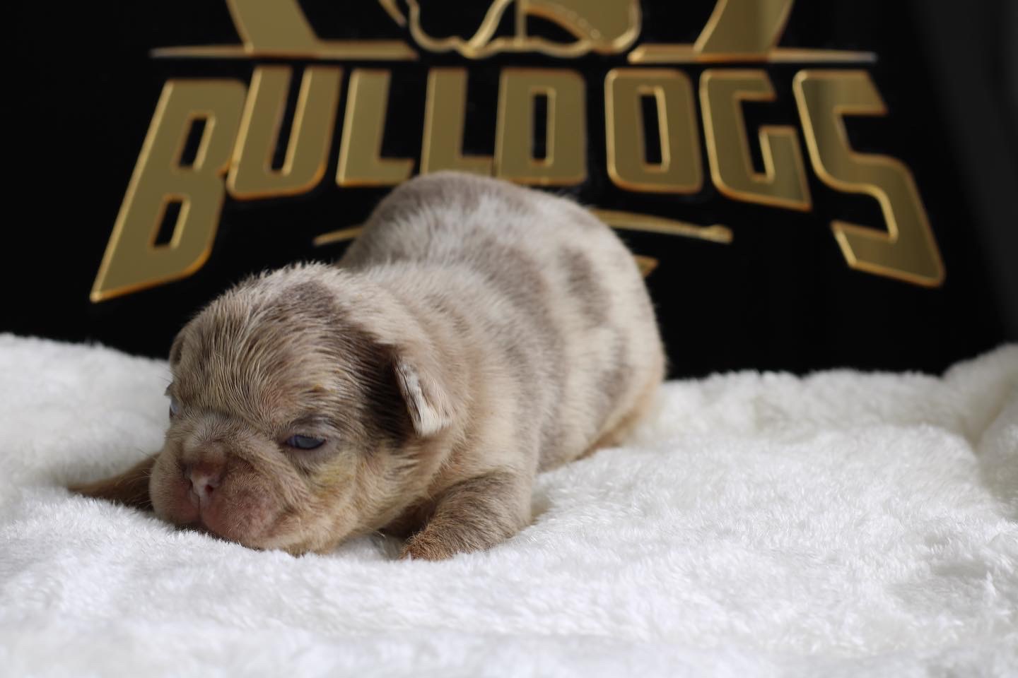 French bulldog blue male Mathew - 3