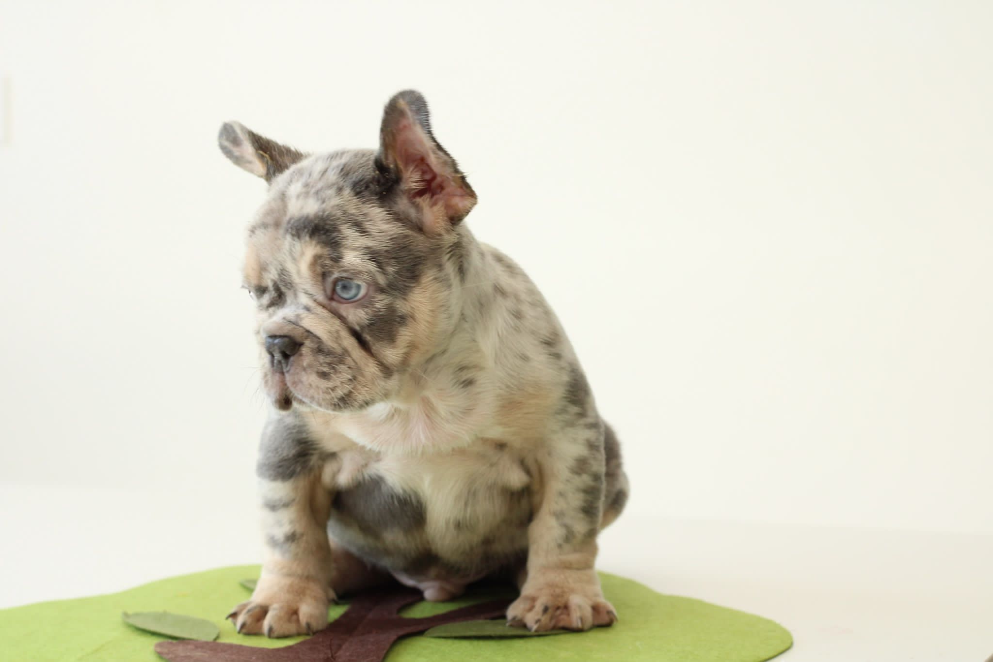 Pomeranian teacup teddy bear face male master pomeranian Dior