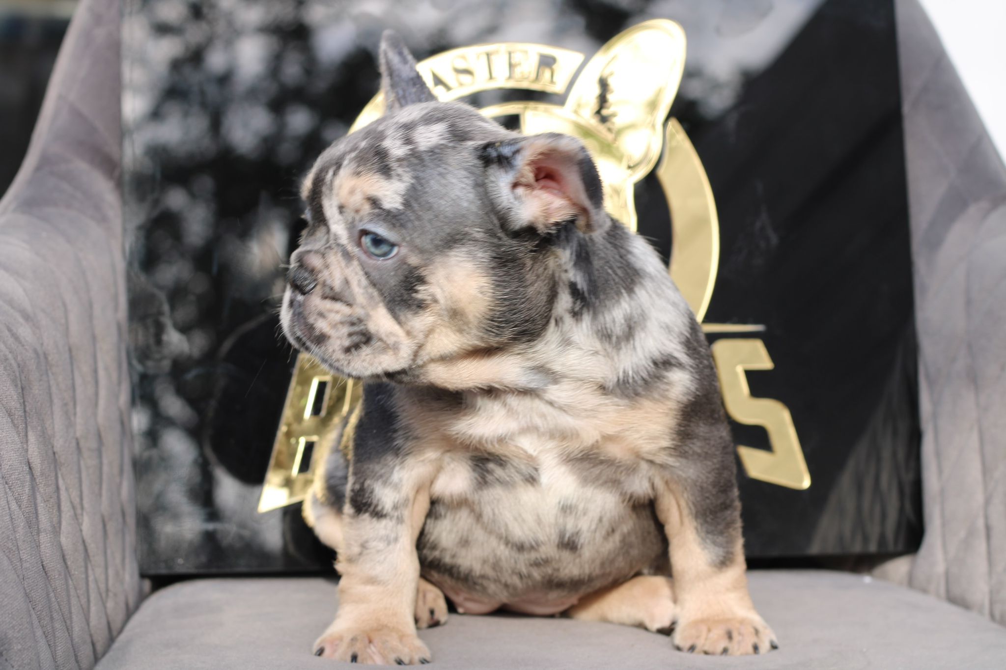 French bulldog blue sable female Isa - 4