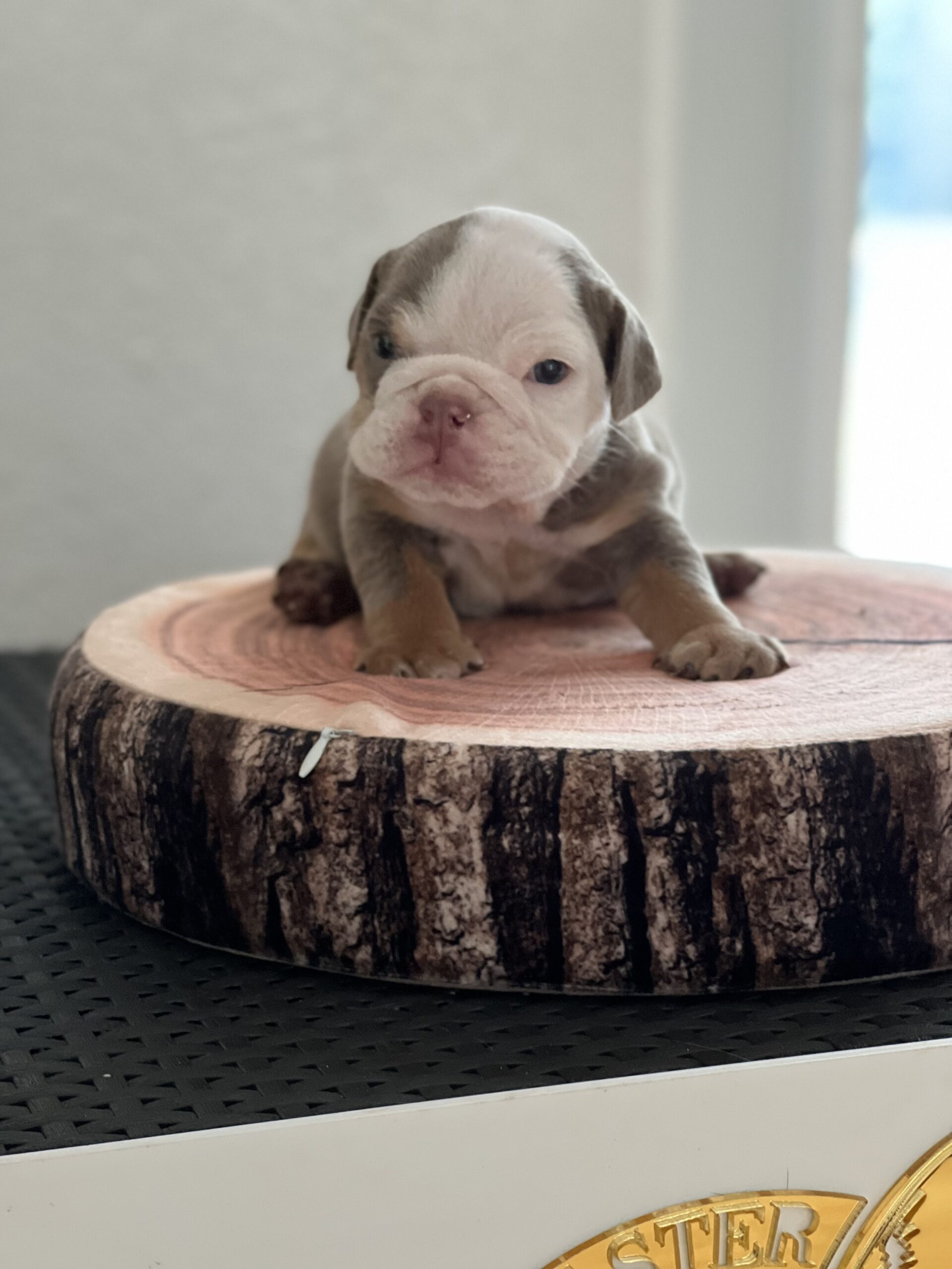 French bulldog brindle male Mr Black - 3