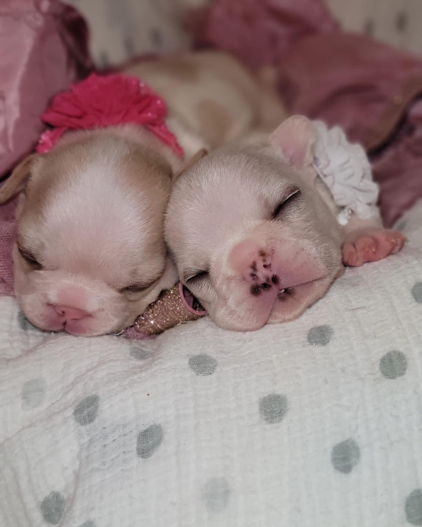 English Bulldog Black tree and tan female, Candy - 3