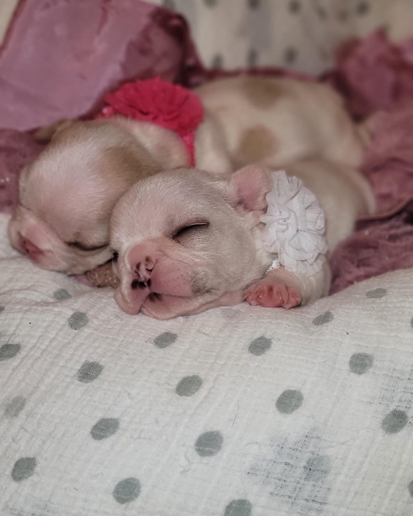 English Bulldog Black tree and tan female, Candy - 4