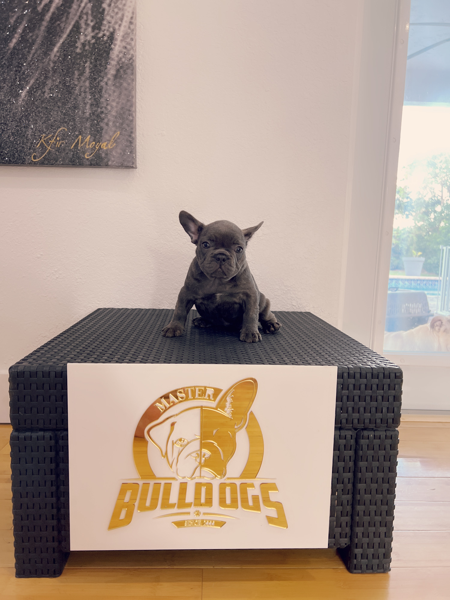 French bulldog lilac and tan Isabella carrier (female), paris - 4