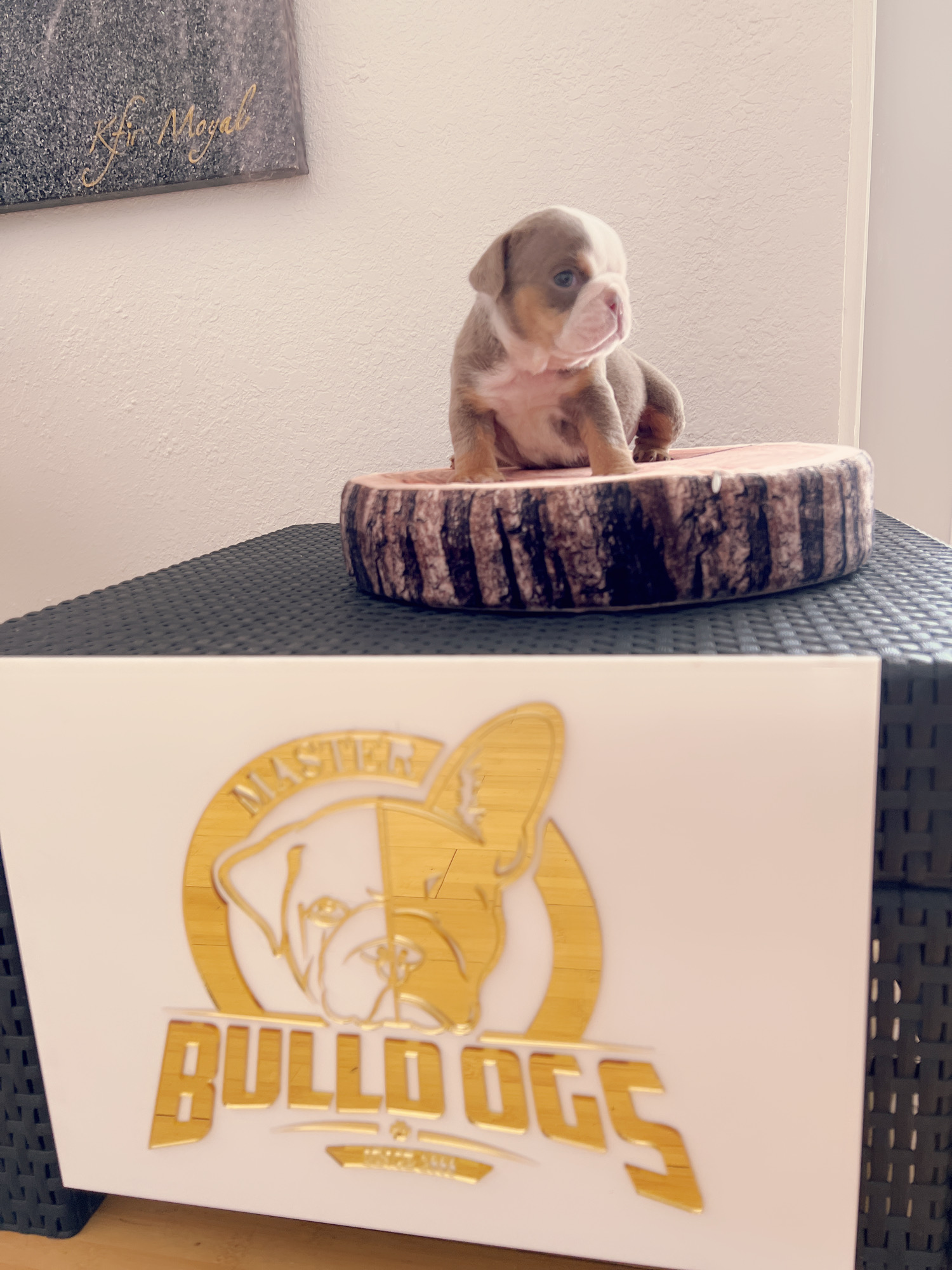 French bulldog brindle male Mr Black