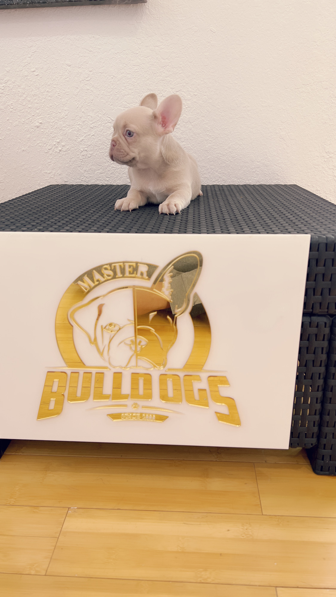 French bulldog Lilac merle isabella carrier female princess - 7